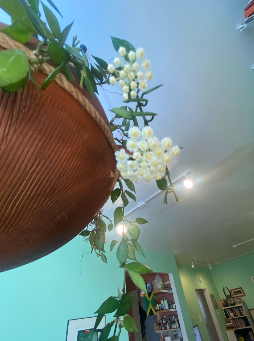 Grow up and grow a plant: Why You Need Living Things in Your Home