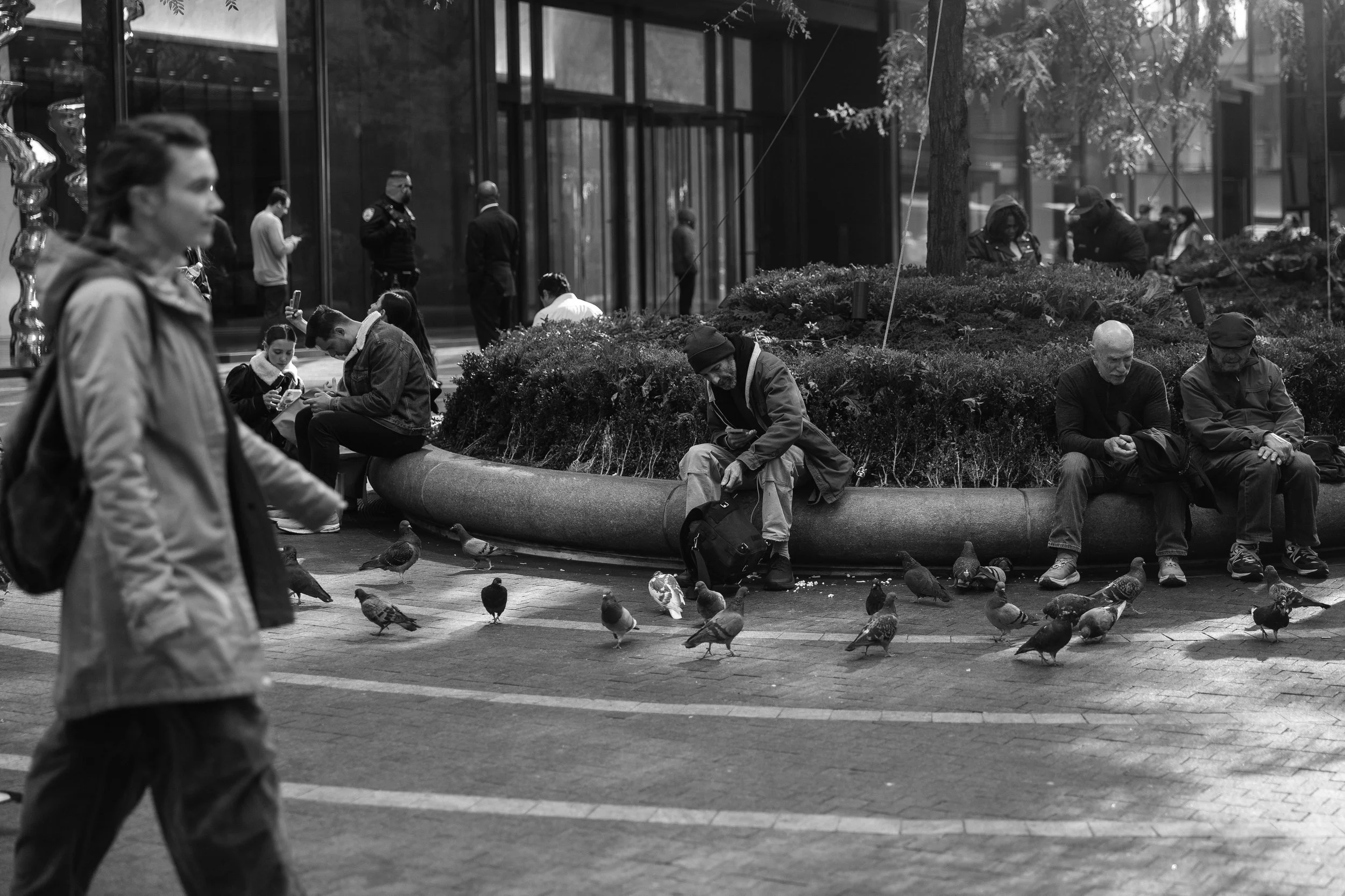 People sitting and standing in a city plaza with pigeons, trees, and modern buildings in the background.