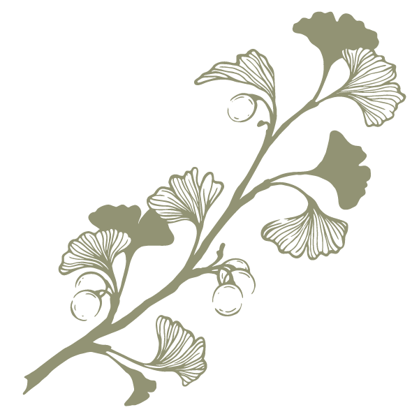 A stylized illustration of a ginkgo branch with leaves and berries on a black background.