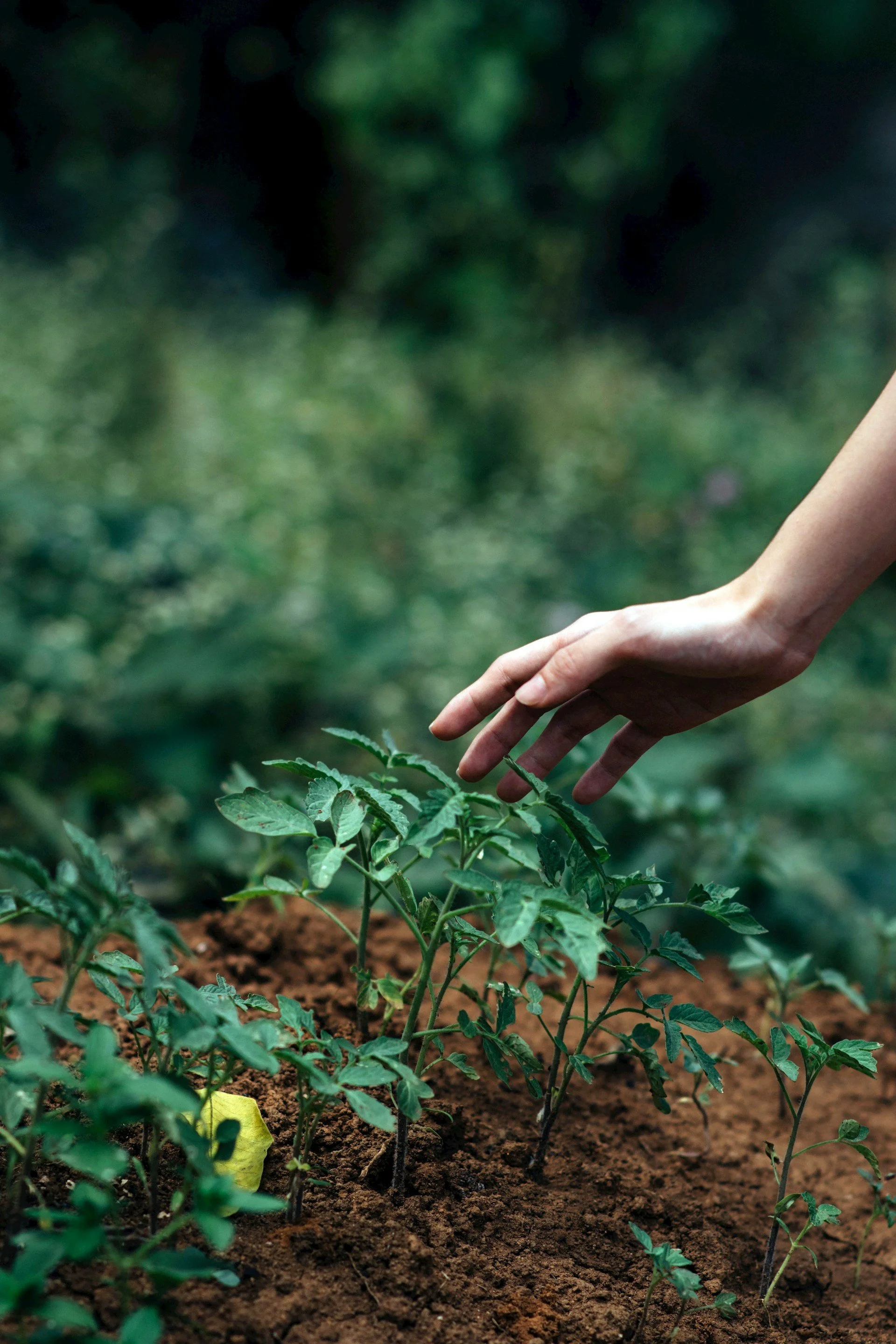 A person tending to young tomato plants in a garden with dark soil, surrounded by green foliage.