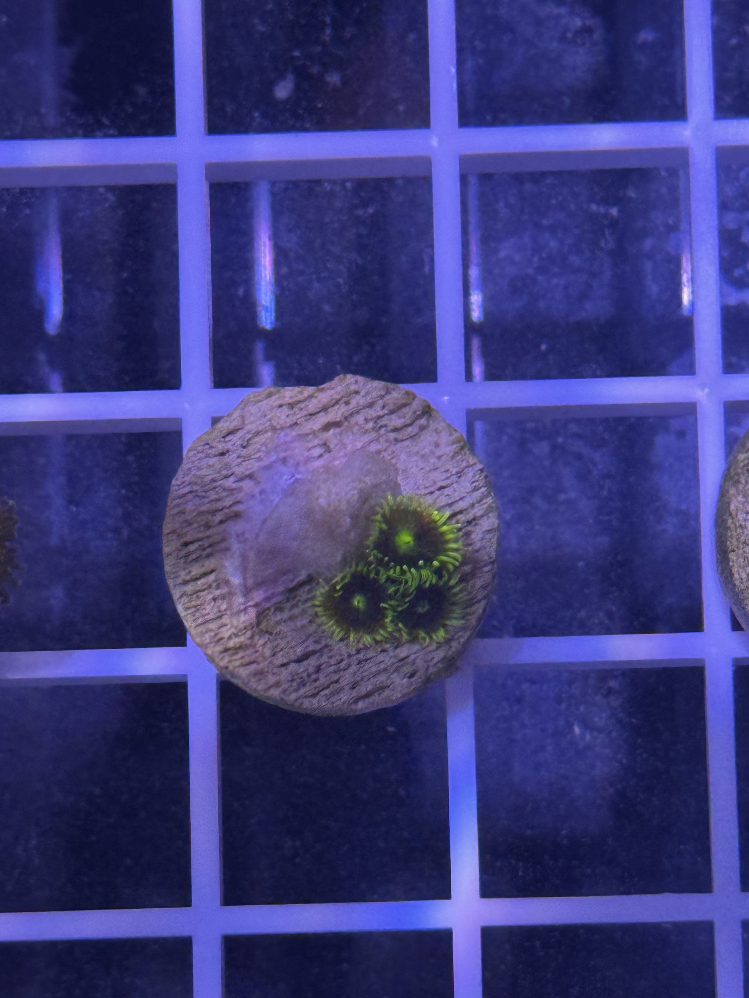 WWC Sunbeam Shuriken zoa