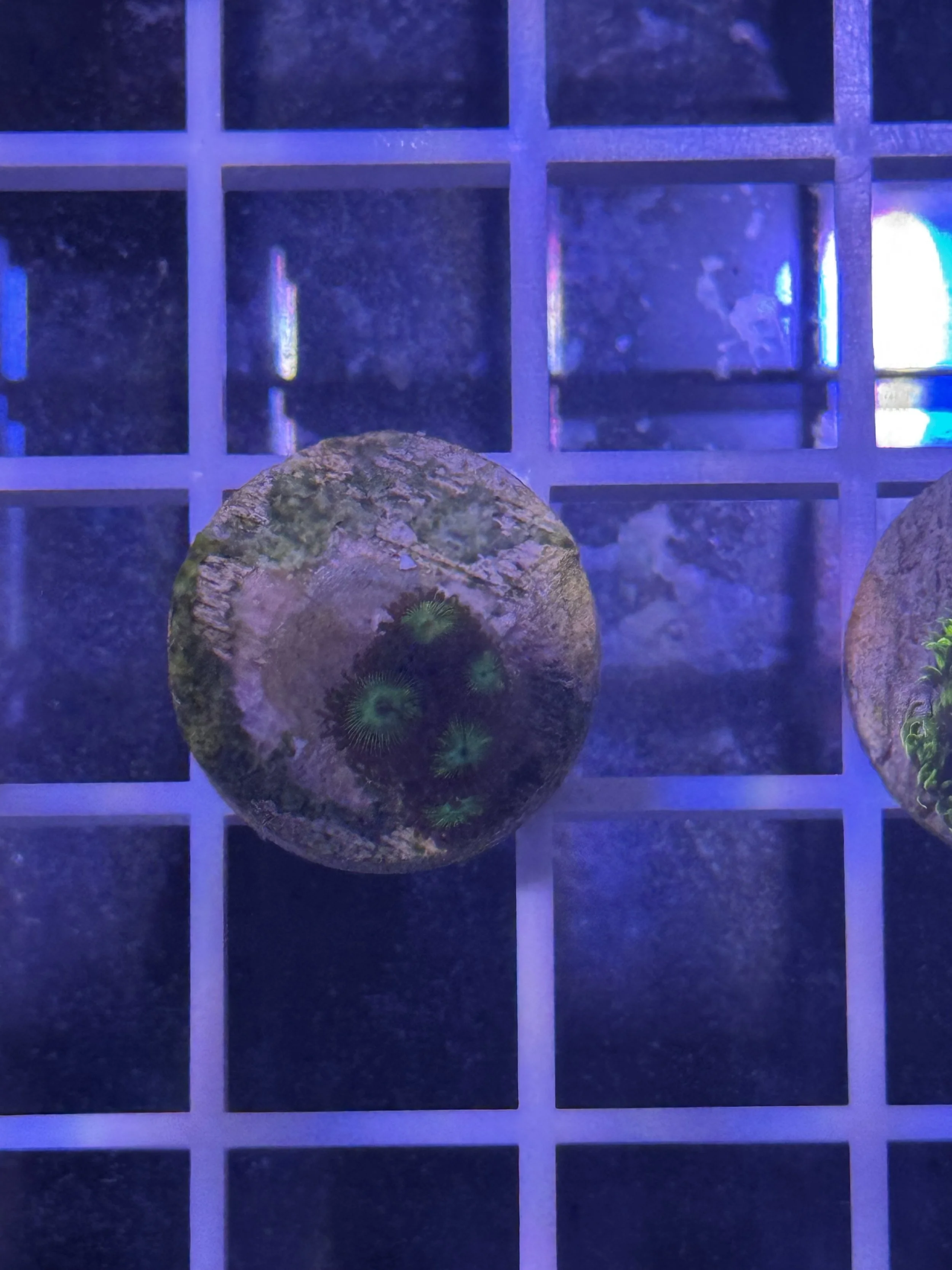 WWC Mean Green Zoa