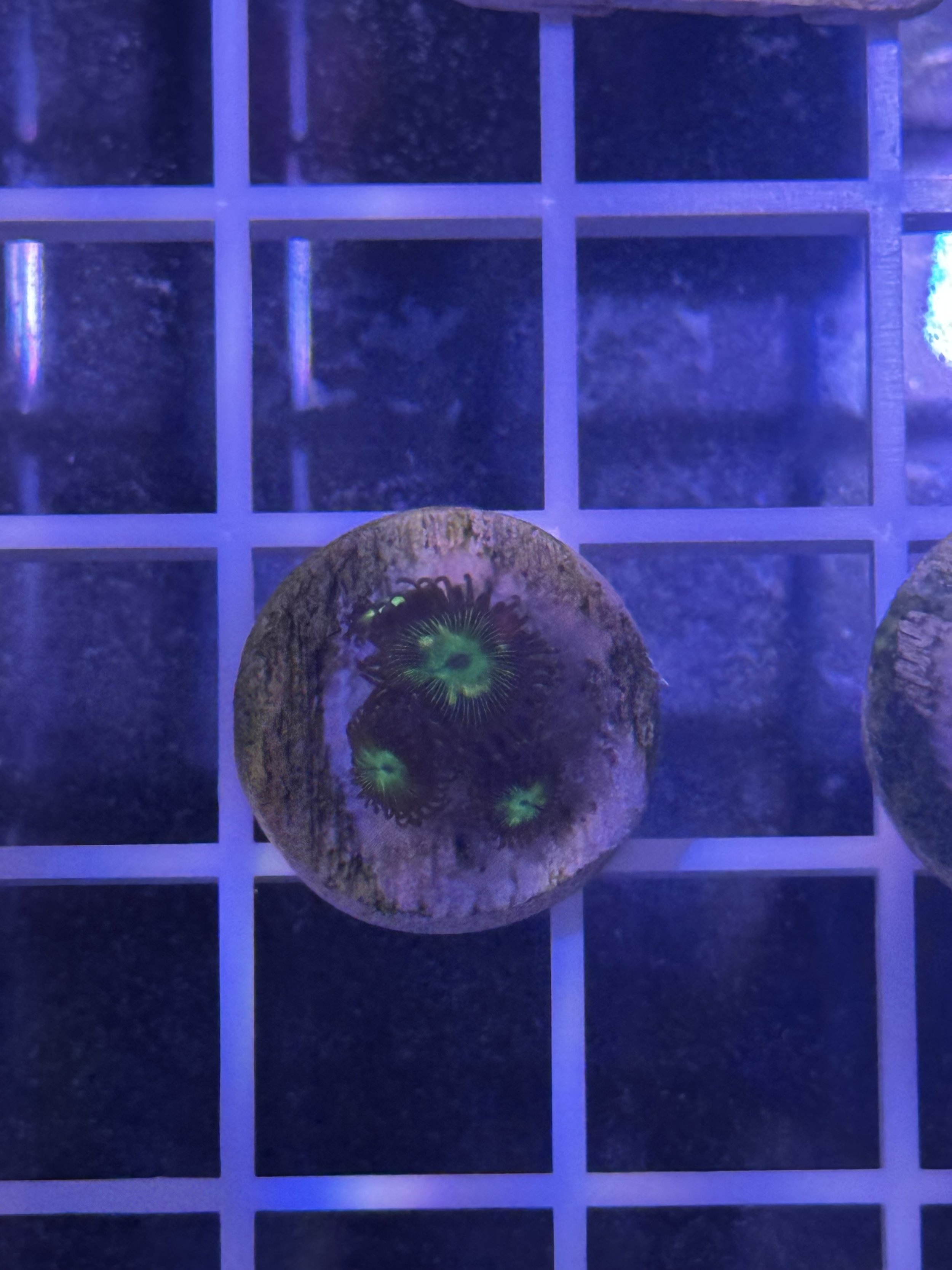 WWC Mean Green ZOA