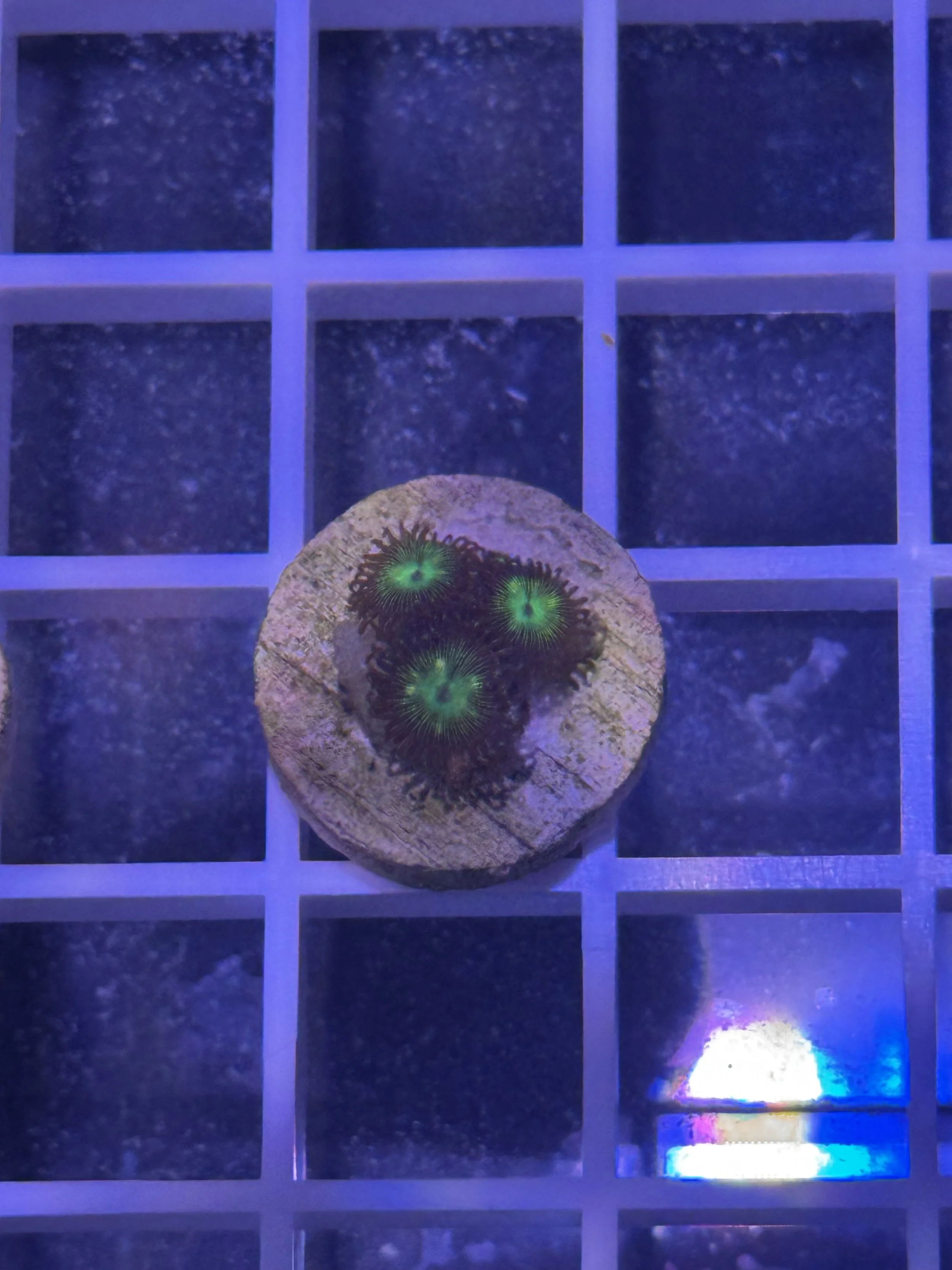 WWC Mean Green ZOA