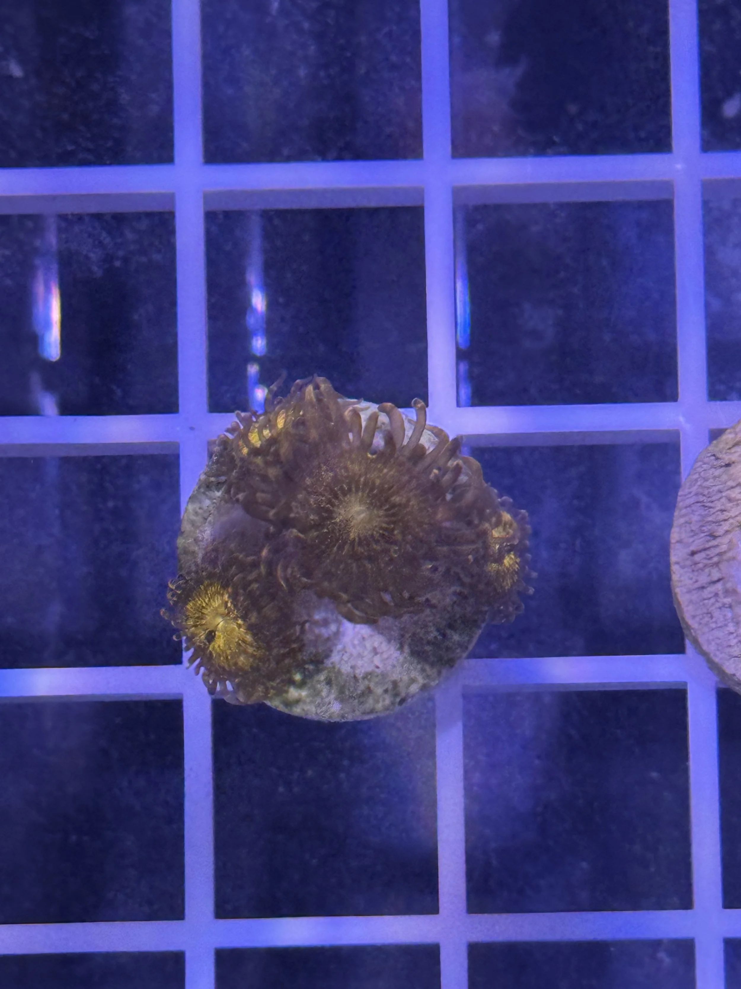 Pandora Zoa