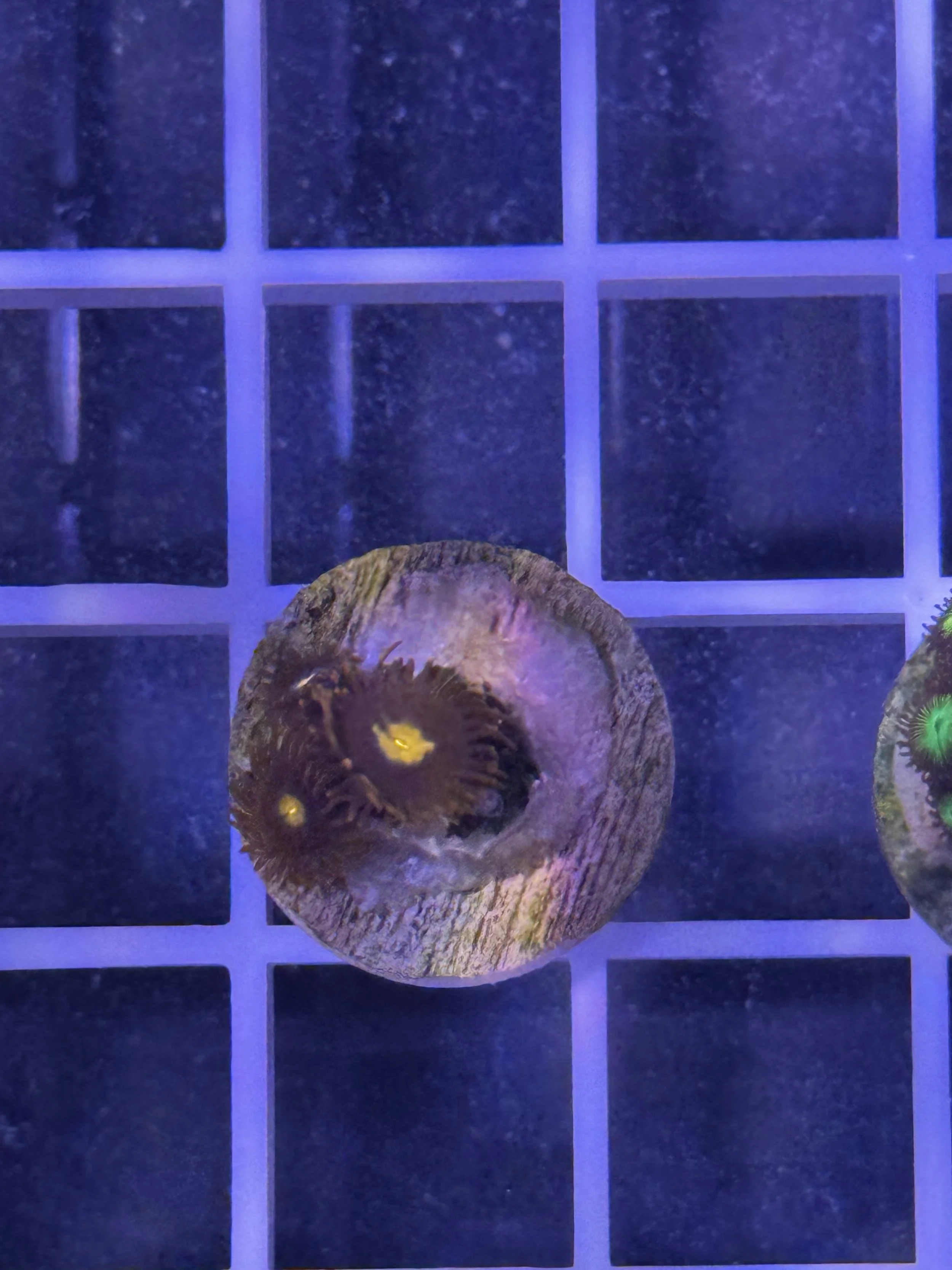WWC Blue Steel Zoa