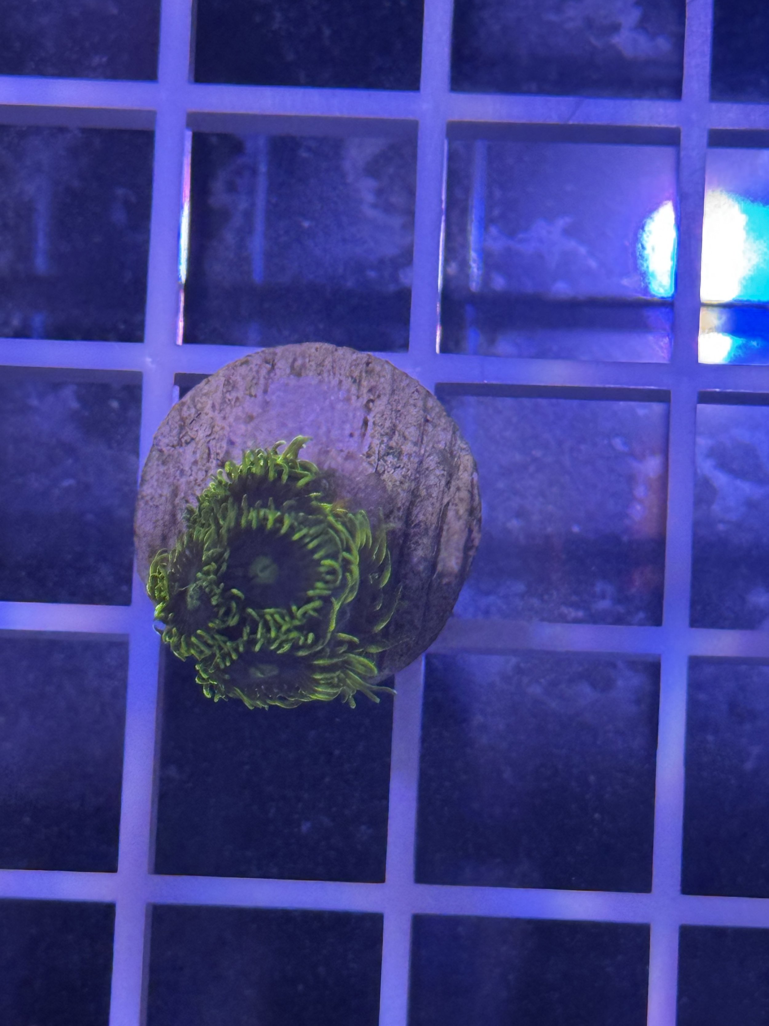 WWC Sunbeam Shuriken Zoa