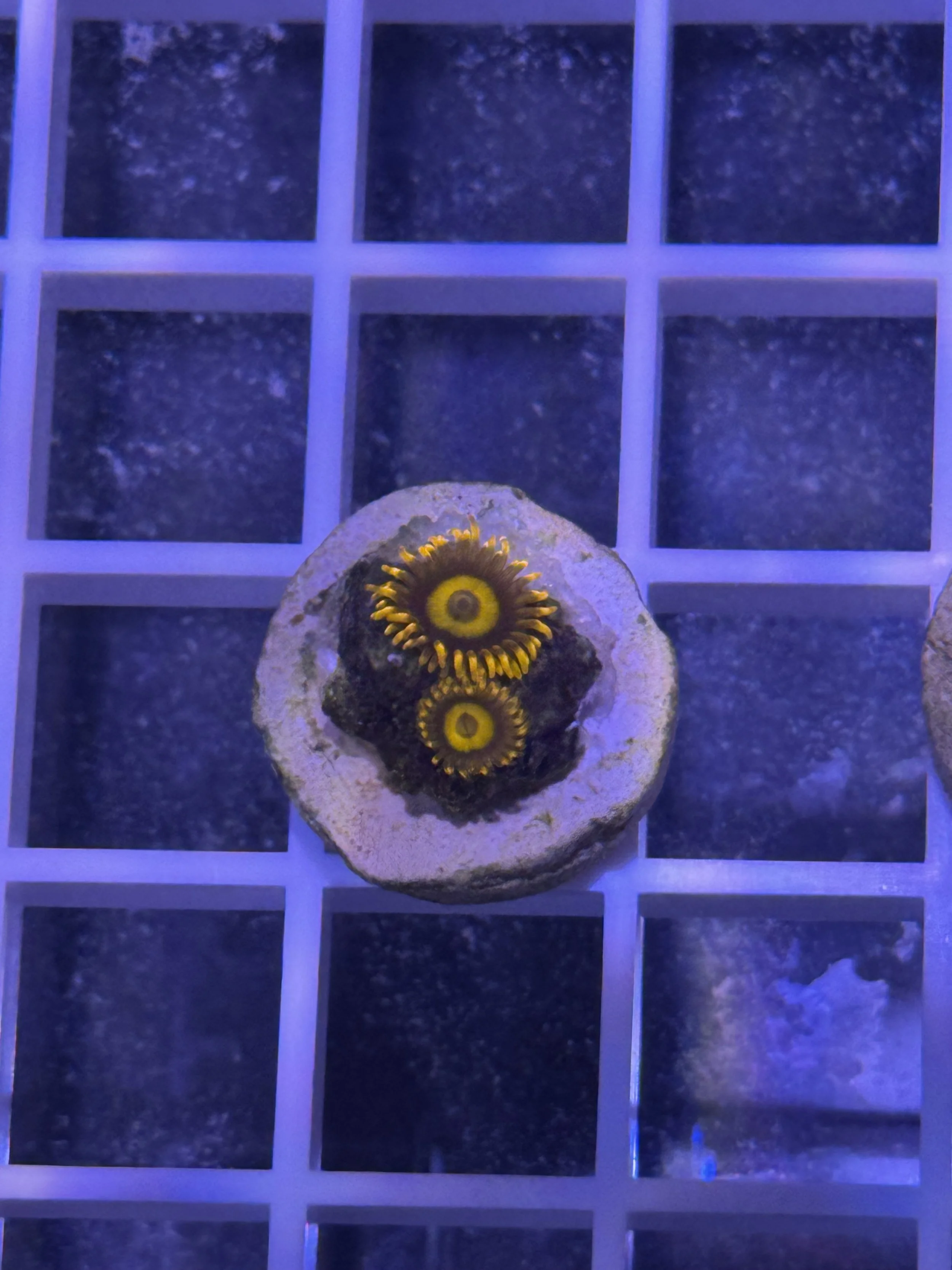 WWC Orange Oxide Zoa