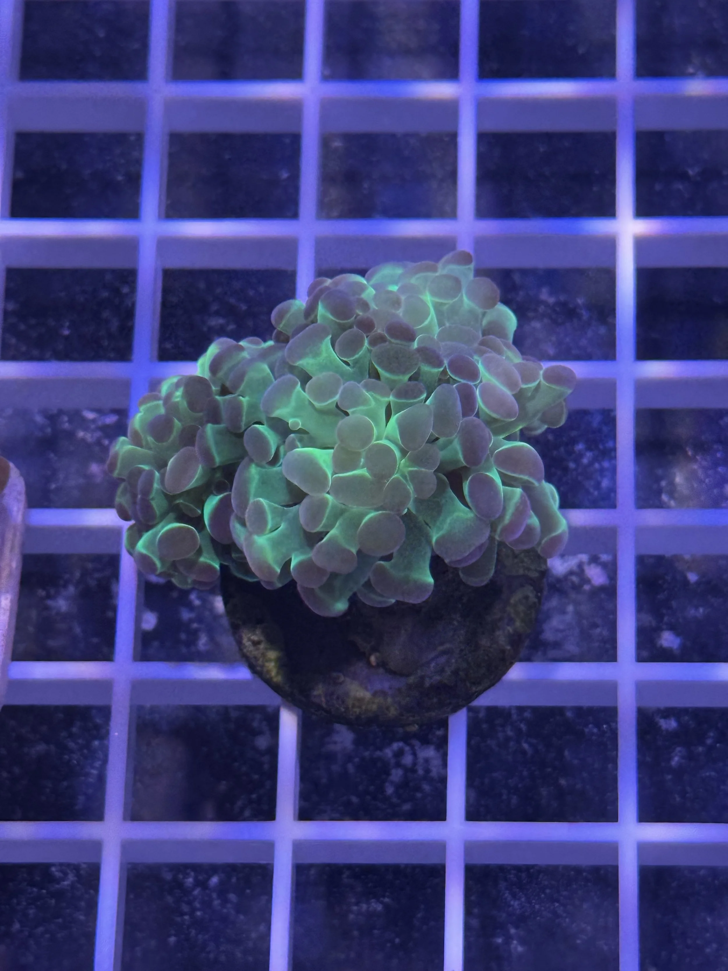 Green with blue tip 