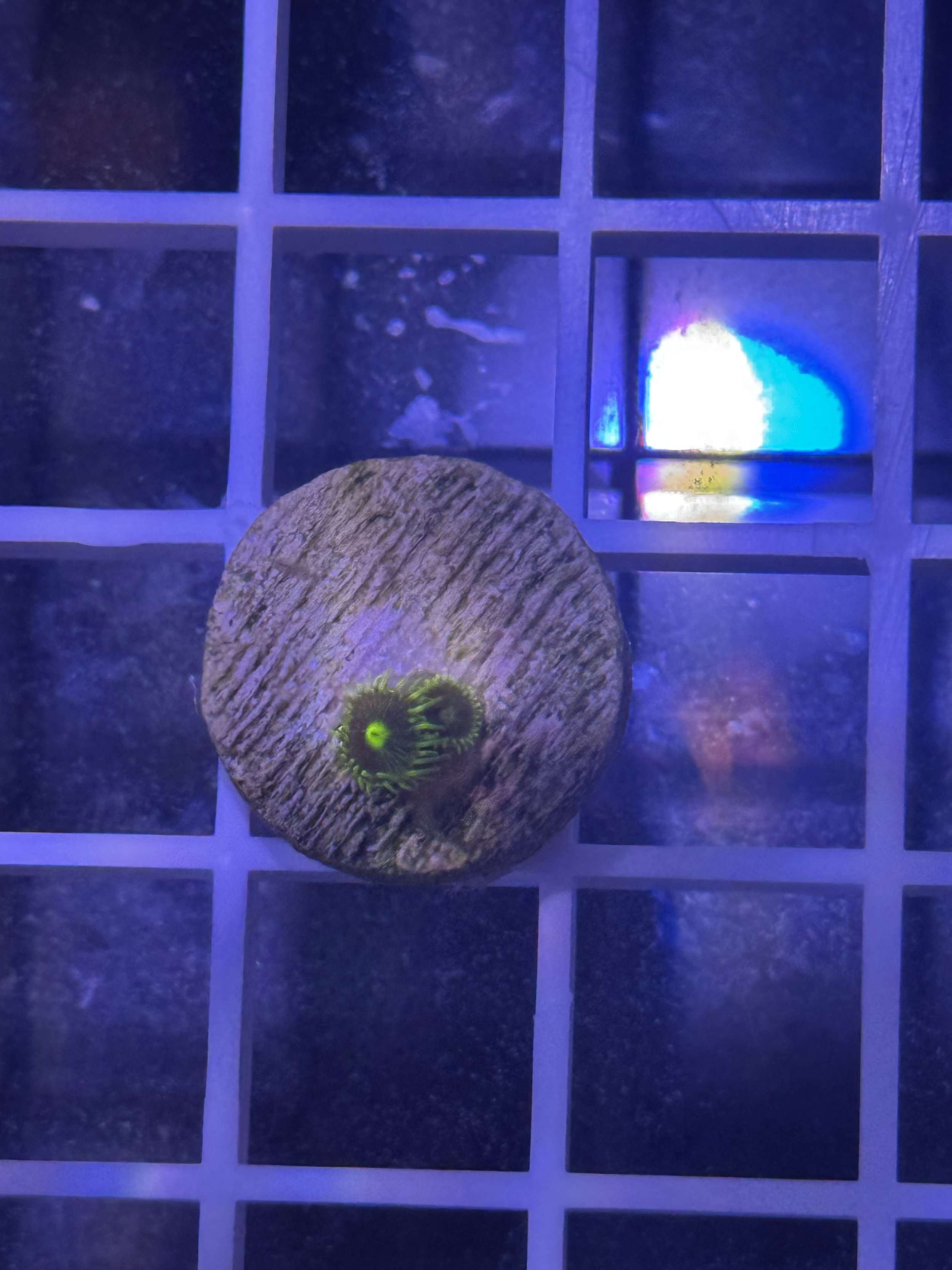 WWC Sunbeam Shuriken Zoa