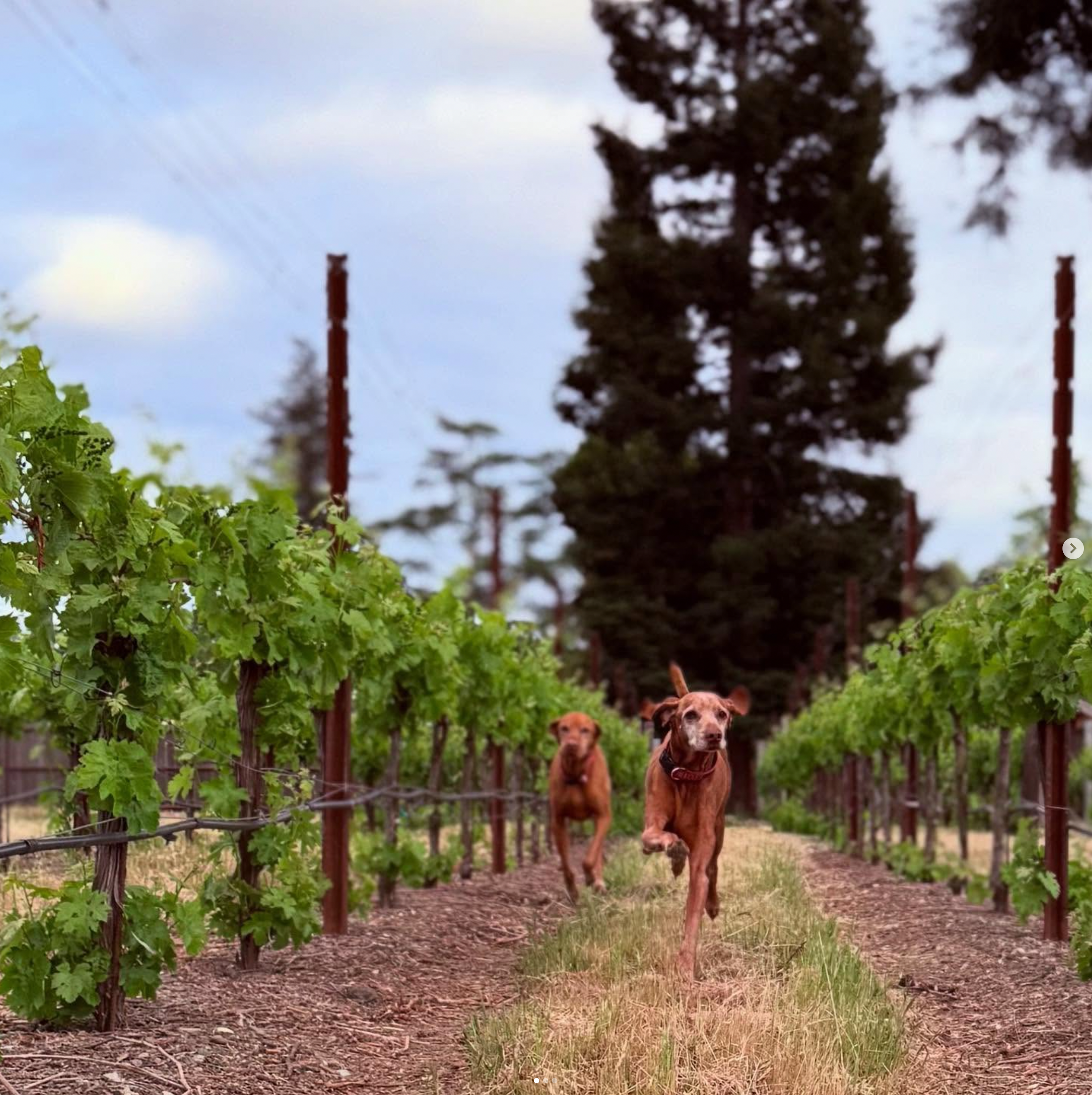Tripp and TJ running through the vines