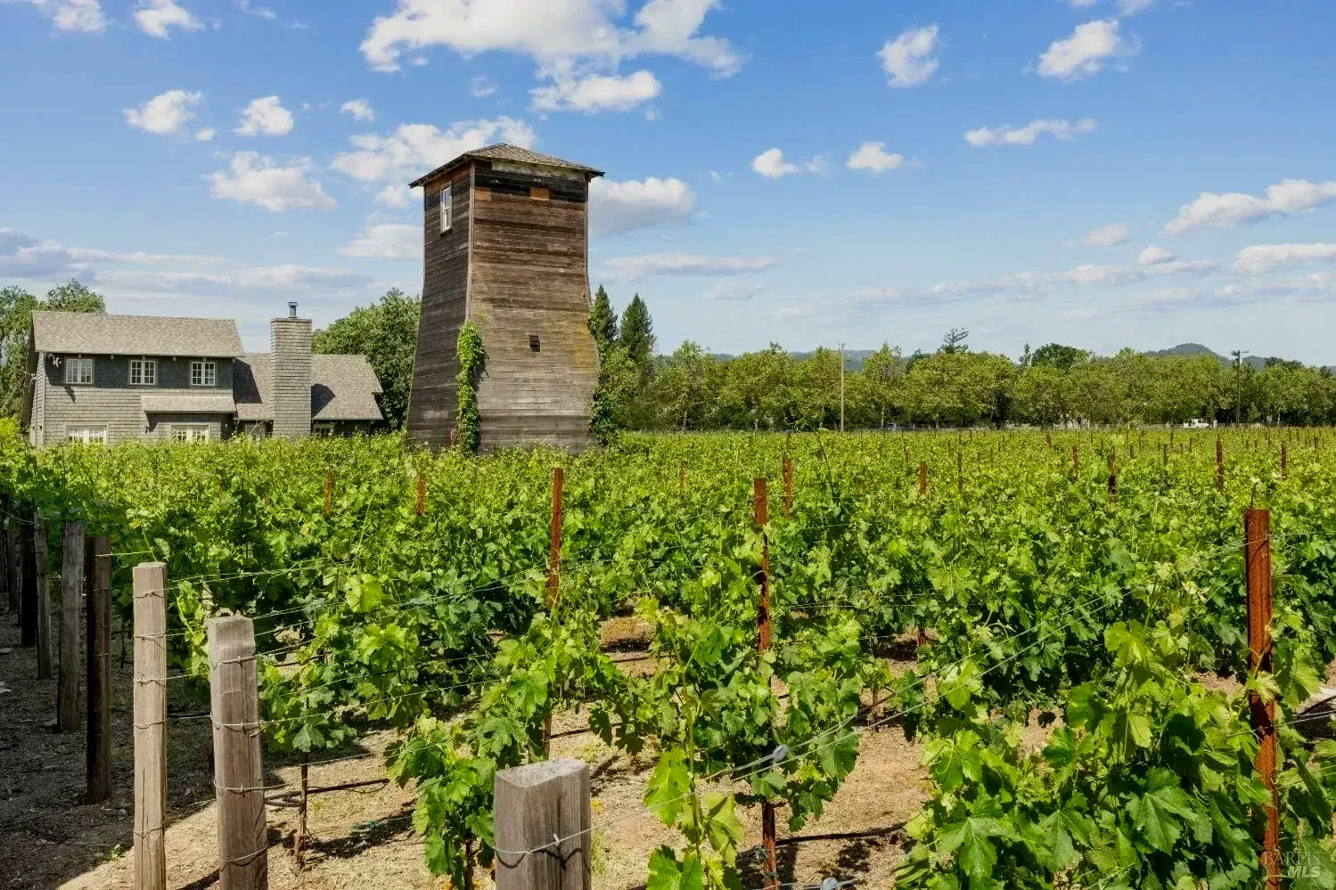 Vineyard with rows of grapevines, a rustic wooden structure, and a house in the background under a partly cloudy sky.