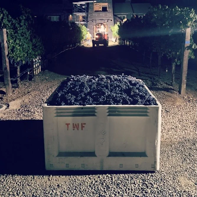🍇 Harvest Day at Flight Path!

Before sunrise this morning, Scott Garvey, our vineyard manager, sand his hard working team harvested the remaining 3.5 tons of Merlot from our Oak Knoll vineyard. 

Combined with the half ton we picked earlier for our