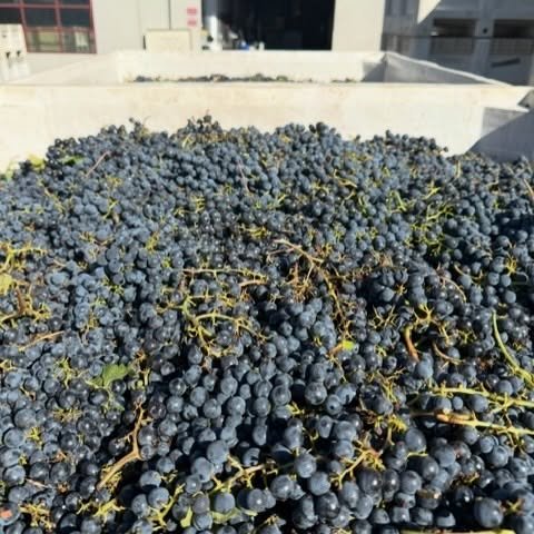 Next stop - @thewinefoundry - where our grapes get sorted and crushed. Now we just have to wait two years before we can enjoy.  Patience required! 😳