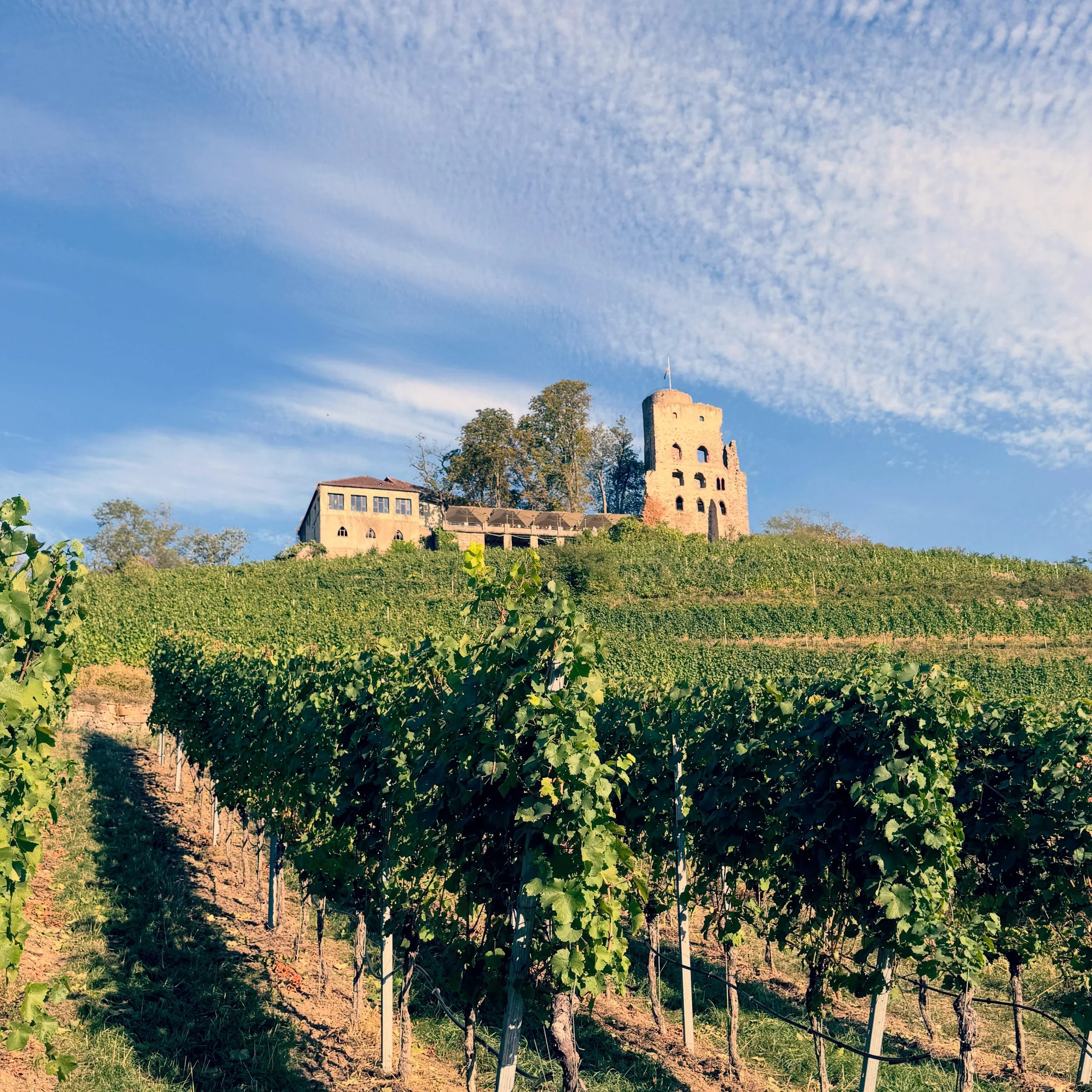 Quick stop for work in Schriesheim, Germany and snuck in a short hike up to a castle/winery before dinner, then enjoyed a bottle of the local Grauburgunder (Pinot Gris) at dinner.