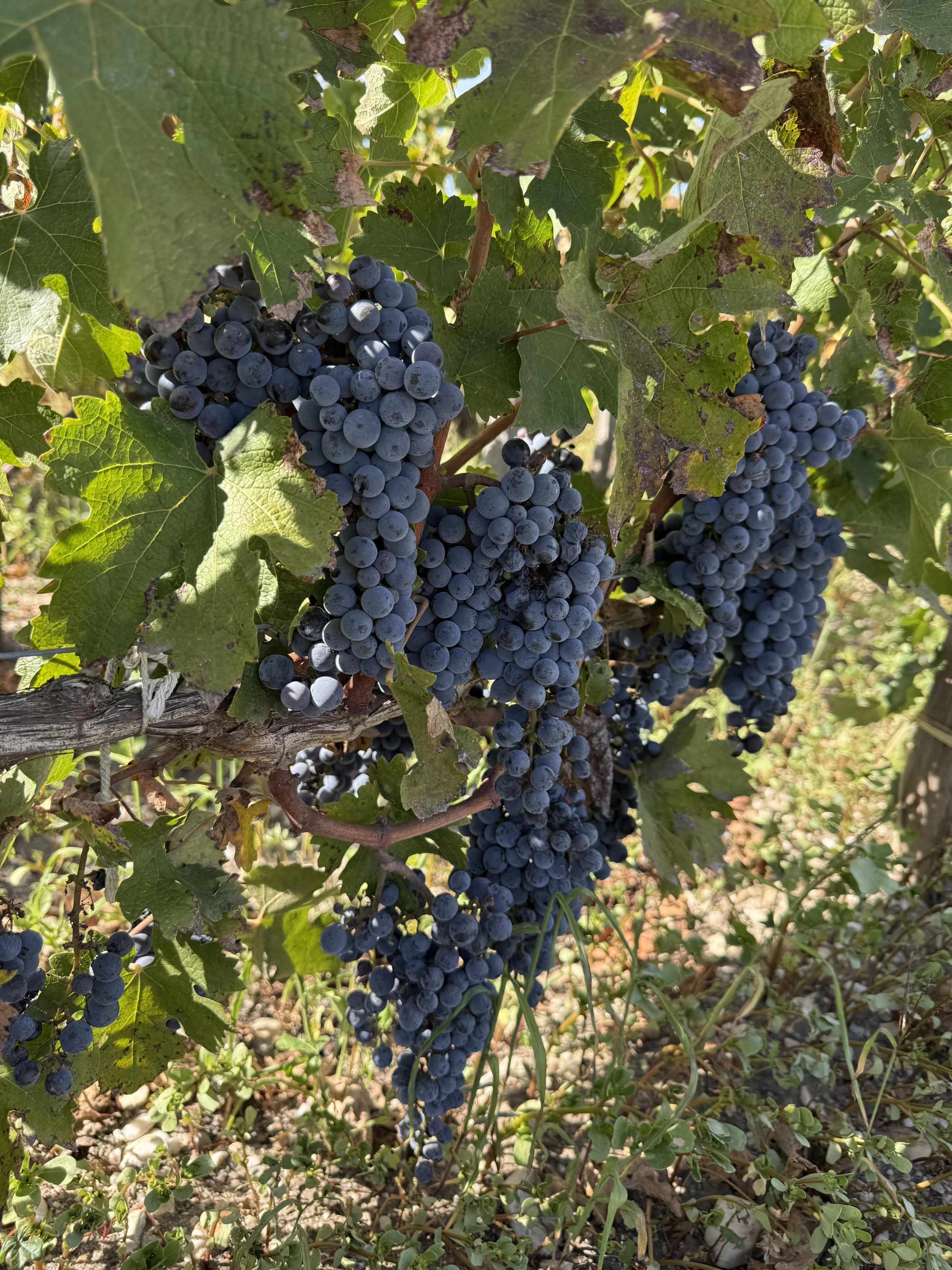 Bordeaux grapes.jpg
