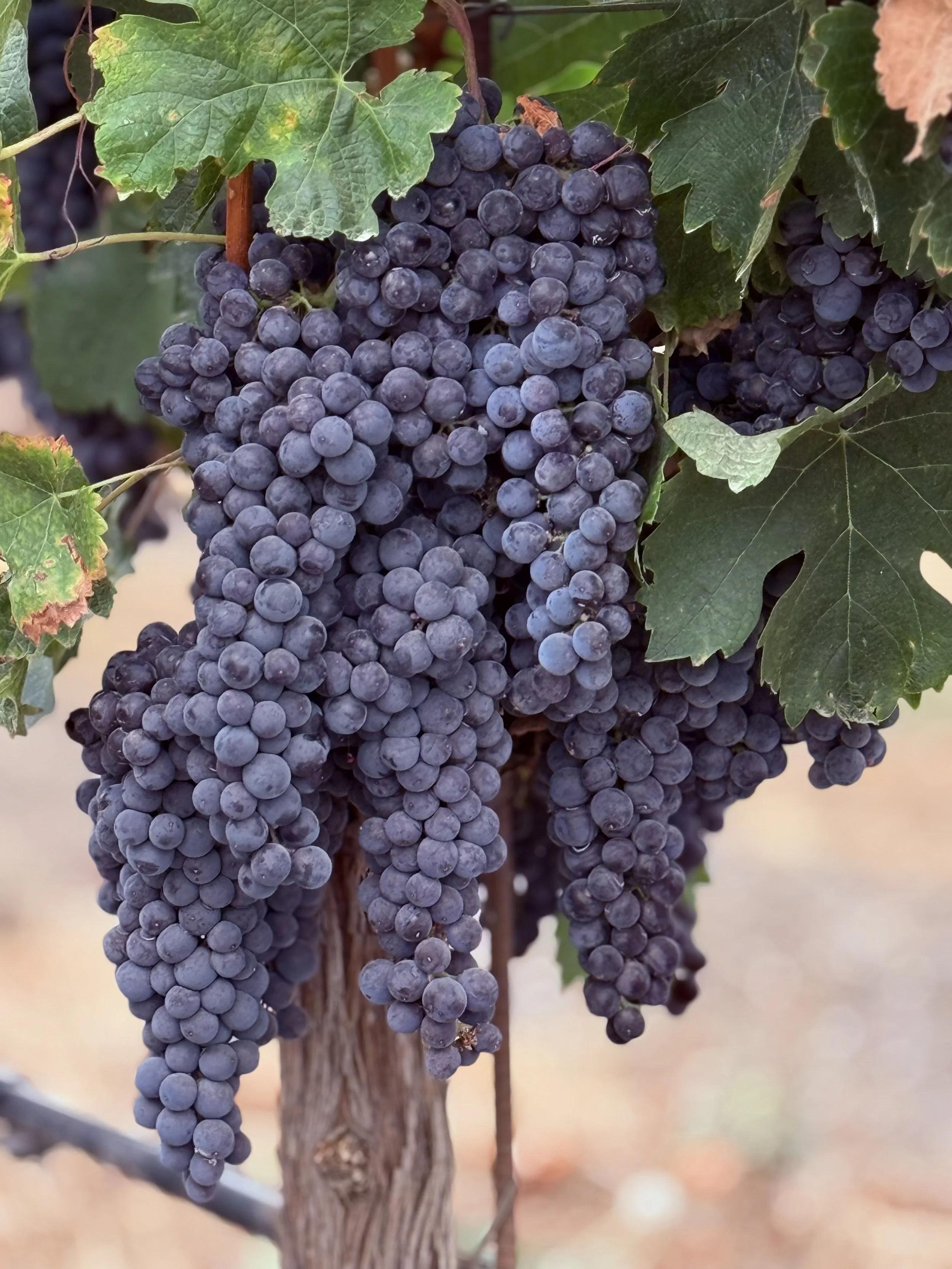 A lovely group of mature grapes hanging from the vine.