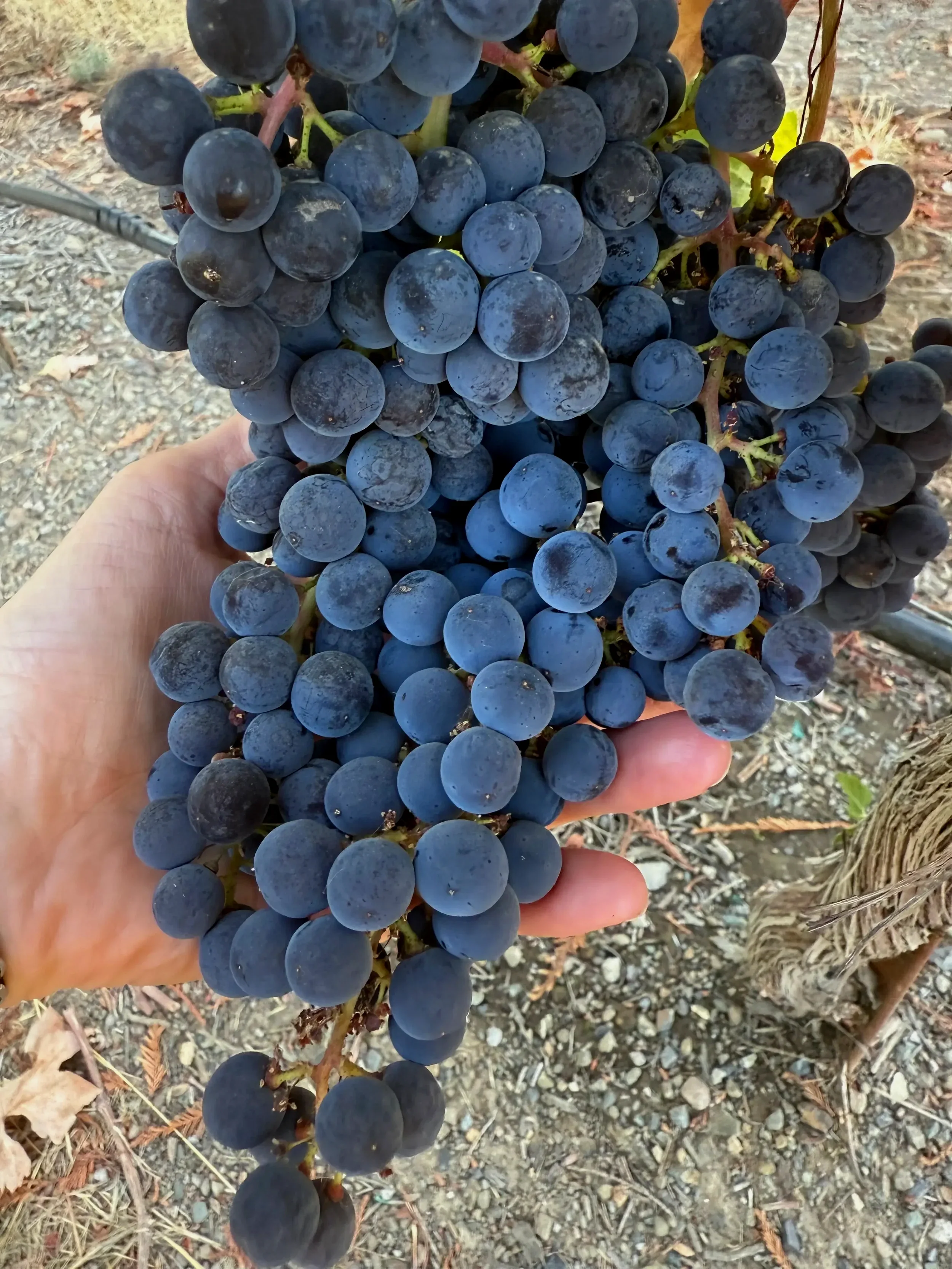 Close-up of a hand holding a bunch of dark purple grapes outdoors, with a dirt ground and some dry leaves in the background.