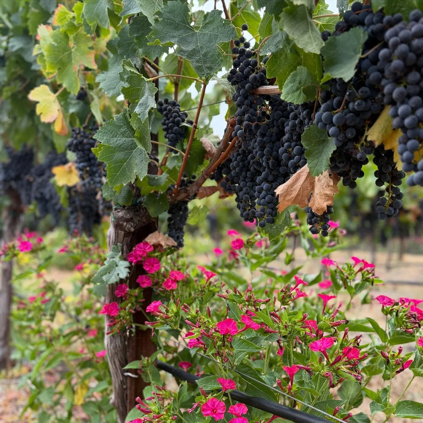 Grapes and flowers