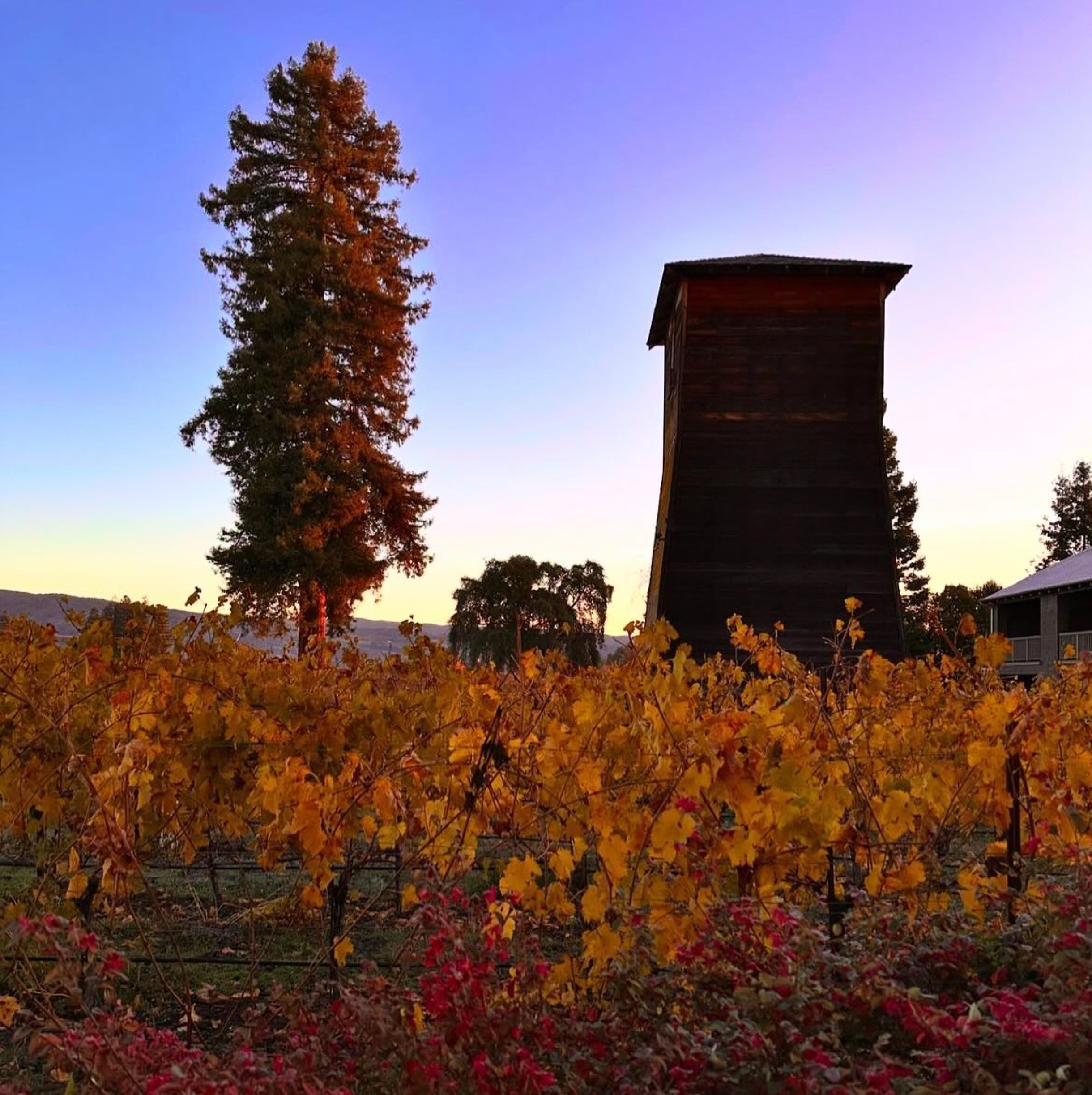 Fall vines