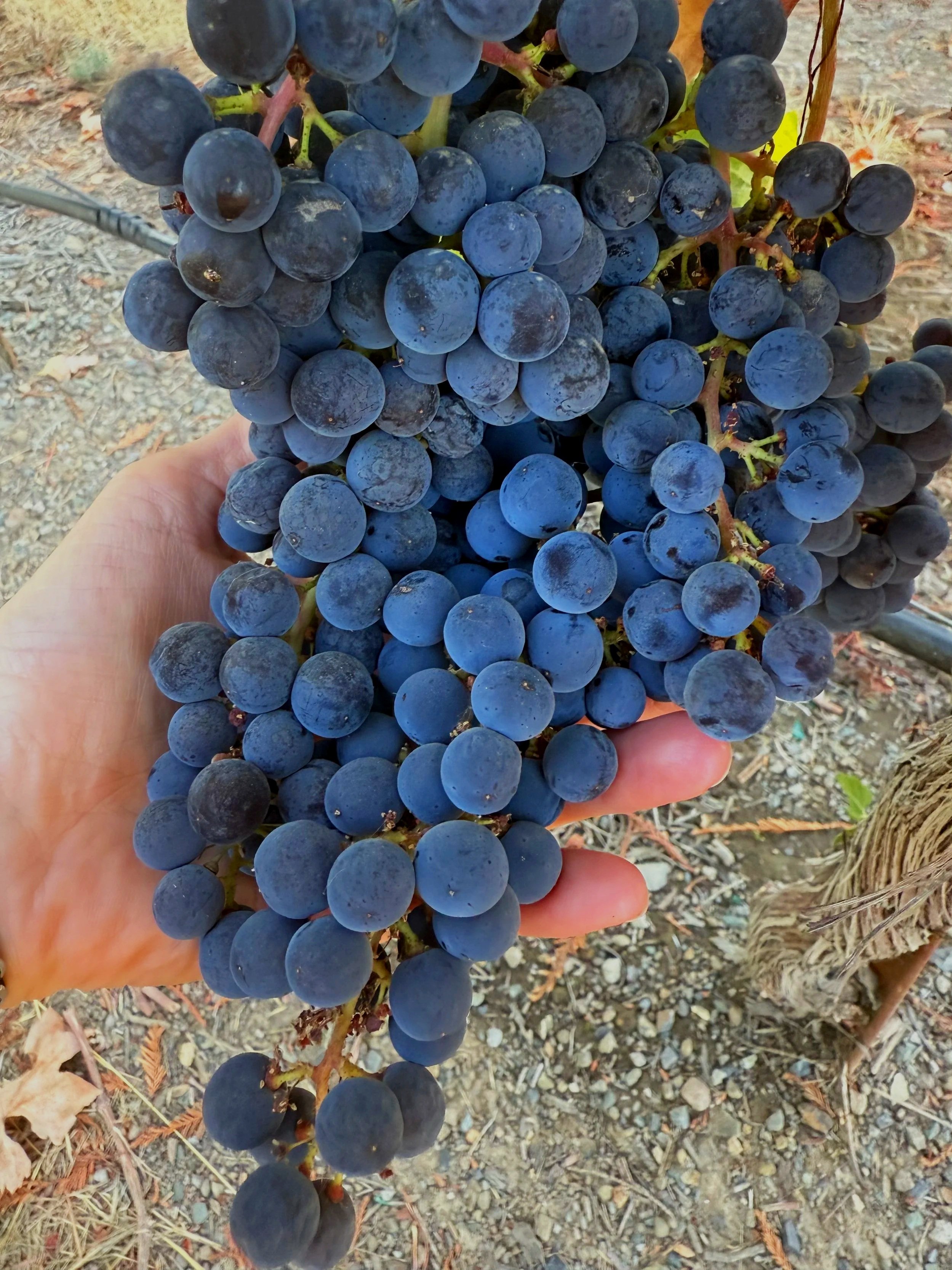 Handful of merlot grapes