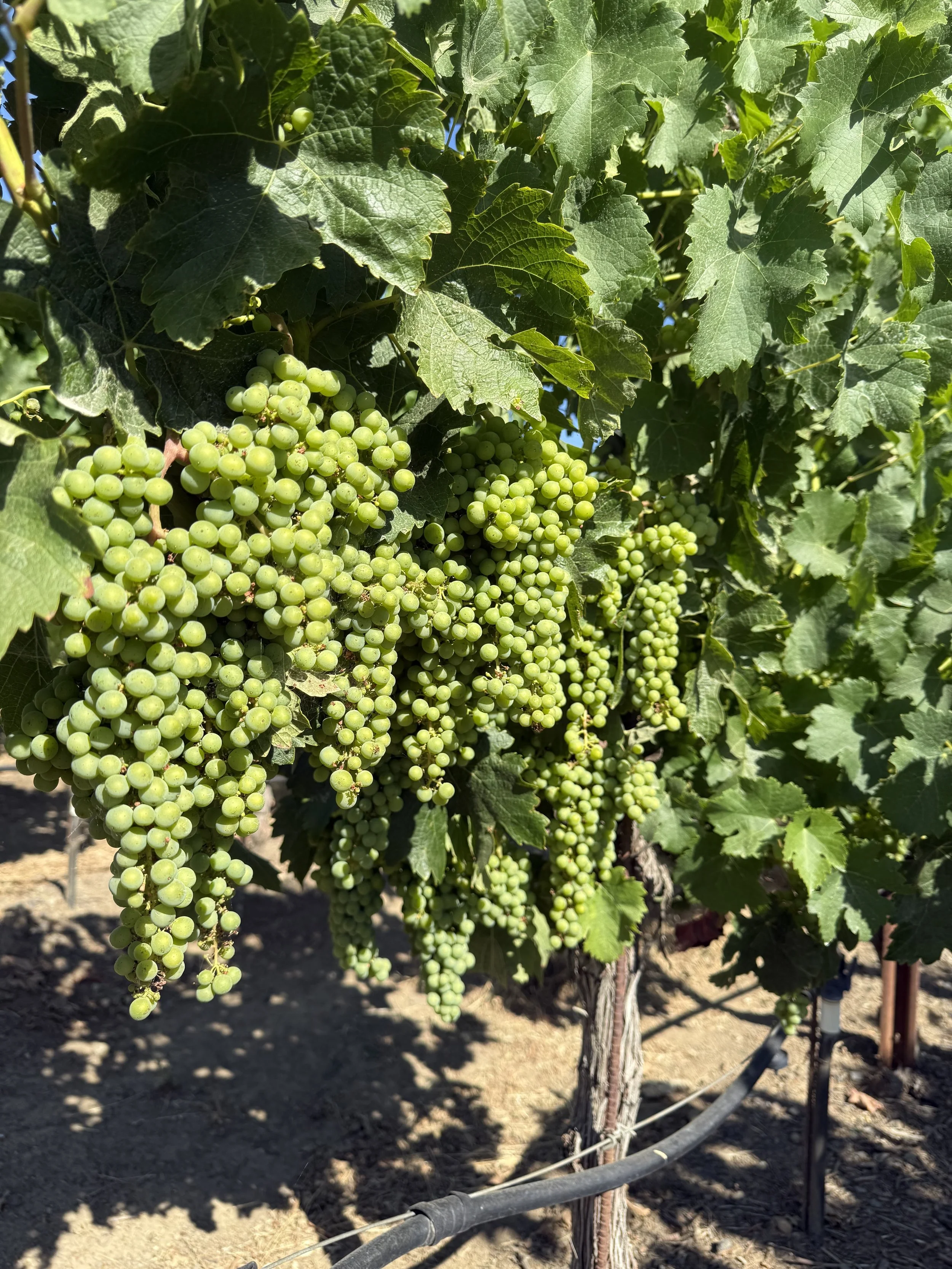 A group of early season green grapes hanging from the vine.