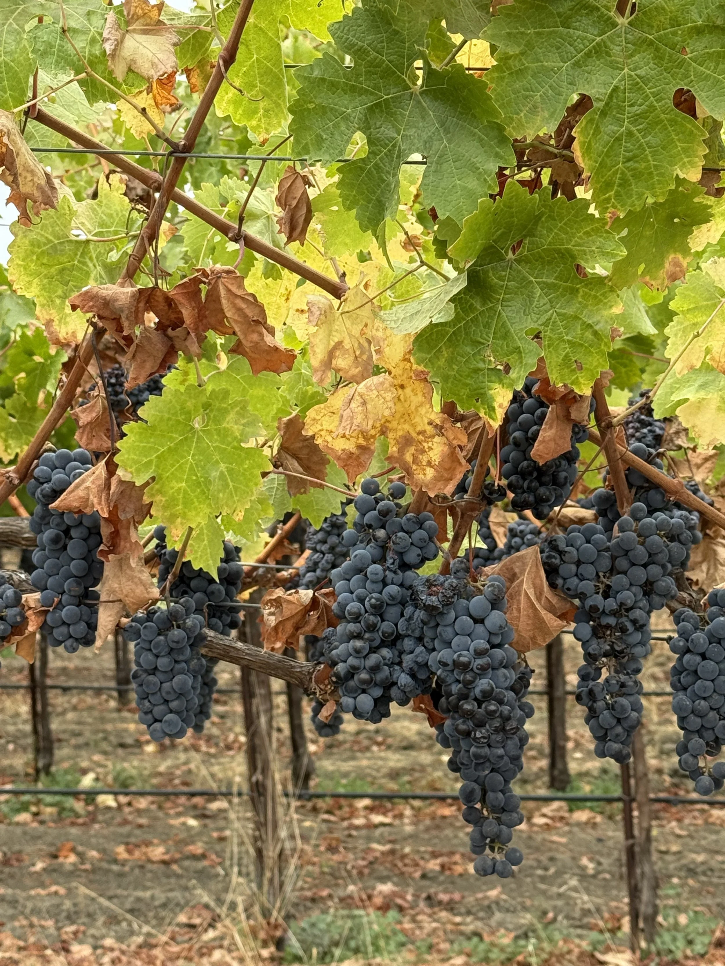 Grapes in the later season