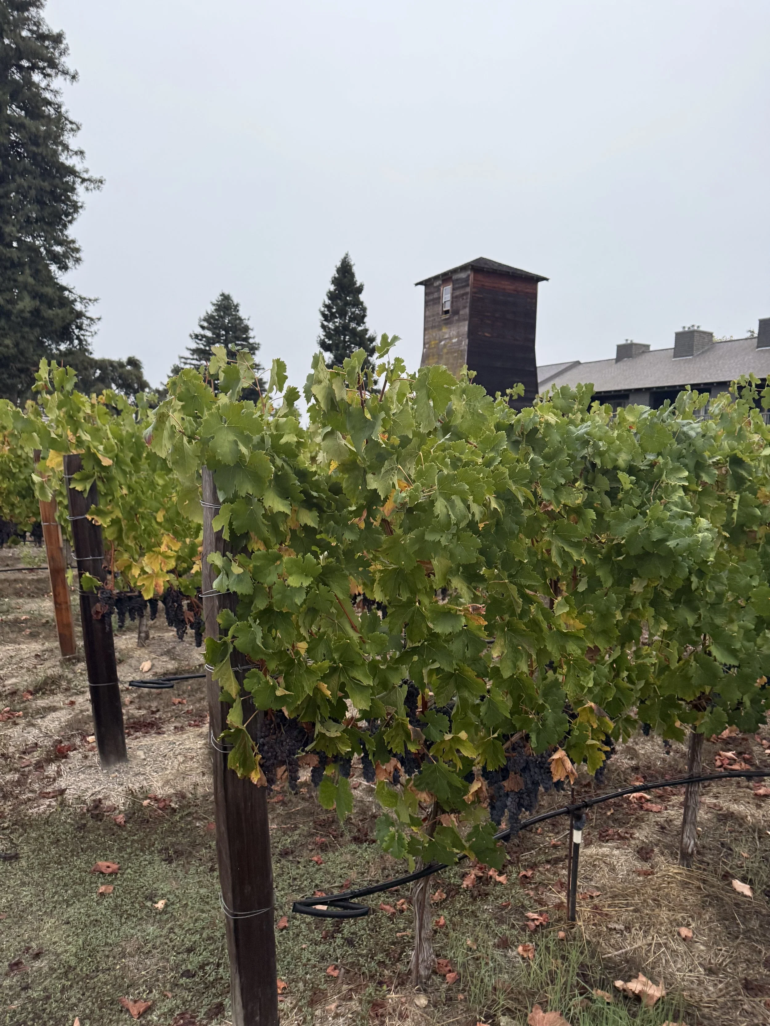 View of the tower through the vines