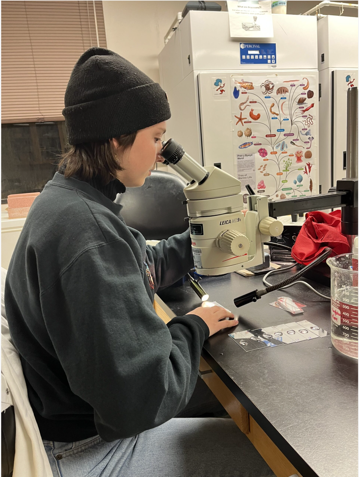 Carefully counting some larvae for an experiment