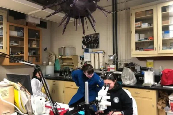 Larval Stage Checks