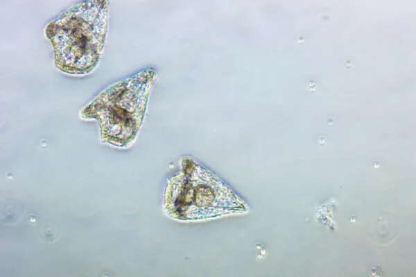 Pluteus Larvae