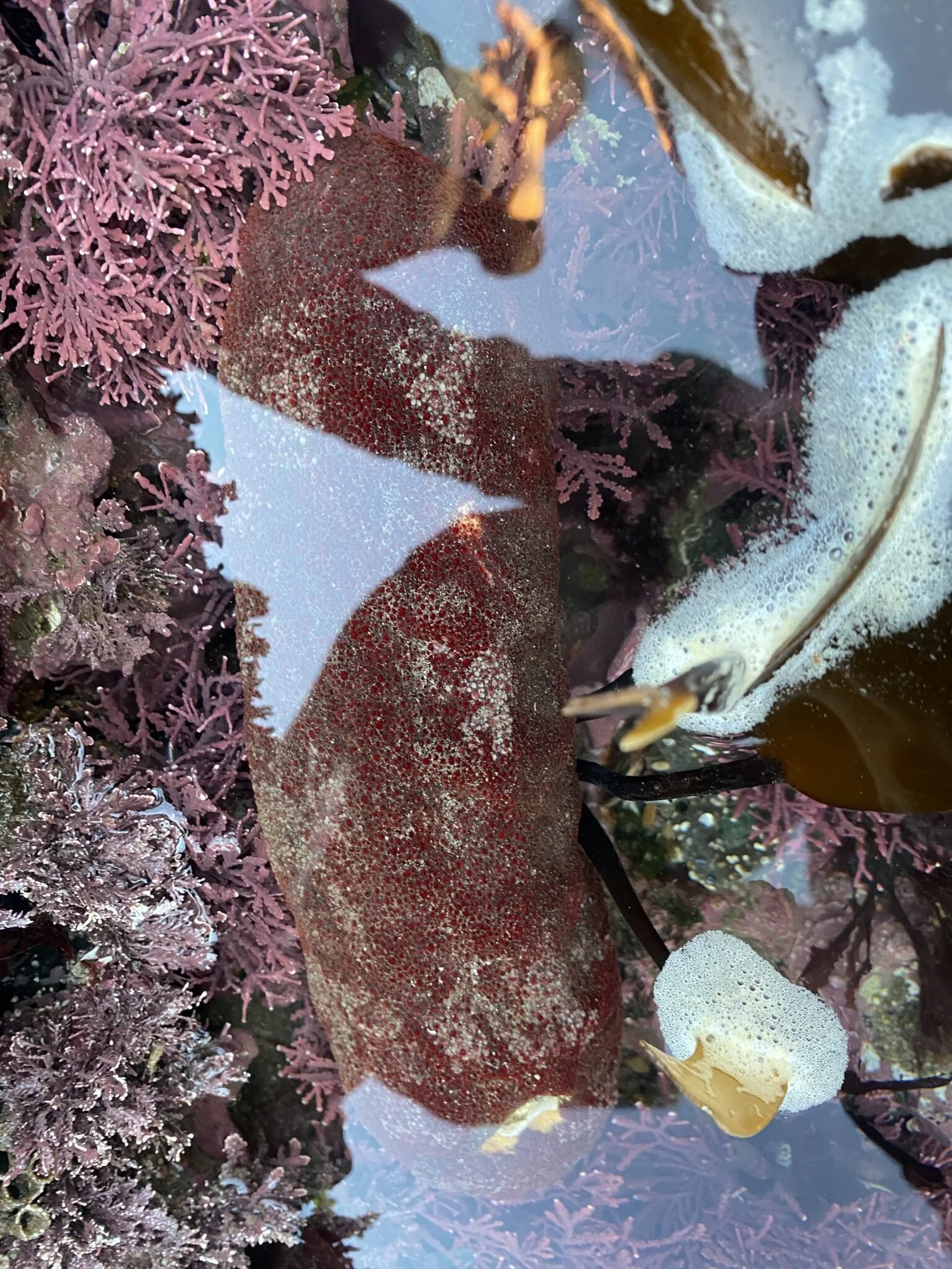 Gumboot Chiton spotting in Half Moon Bay!