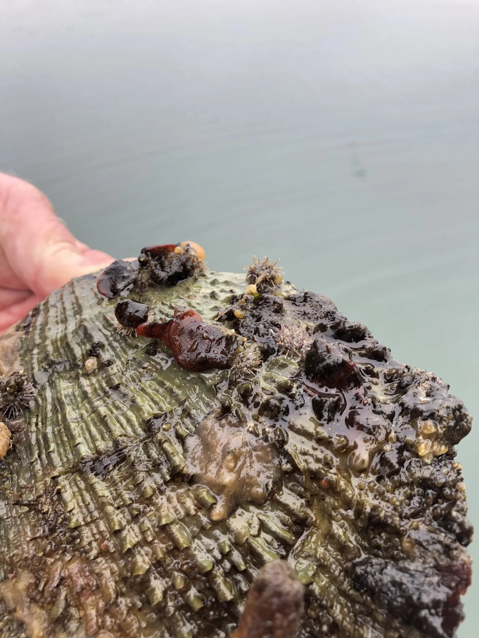 tiny urchins in Bodega Bay Harbor!