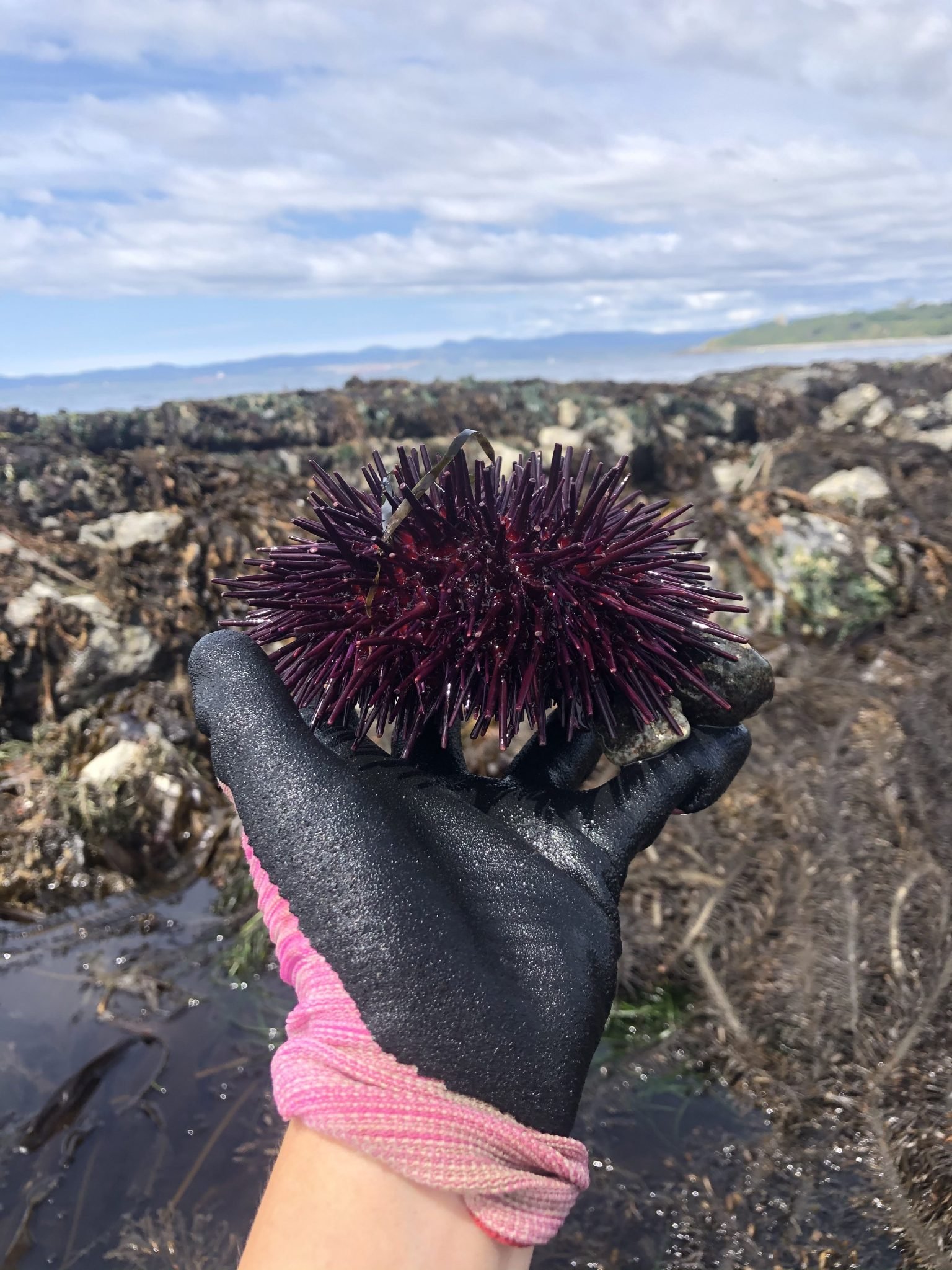 A red urchin (not my study species) trying to masquerade as a purple urchin 🙂