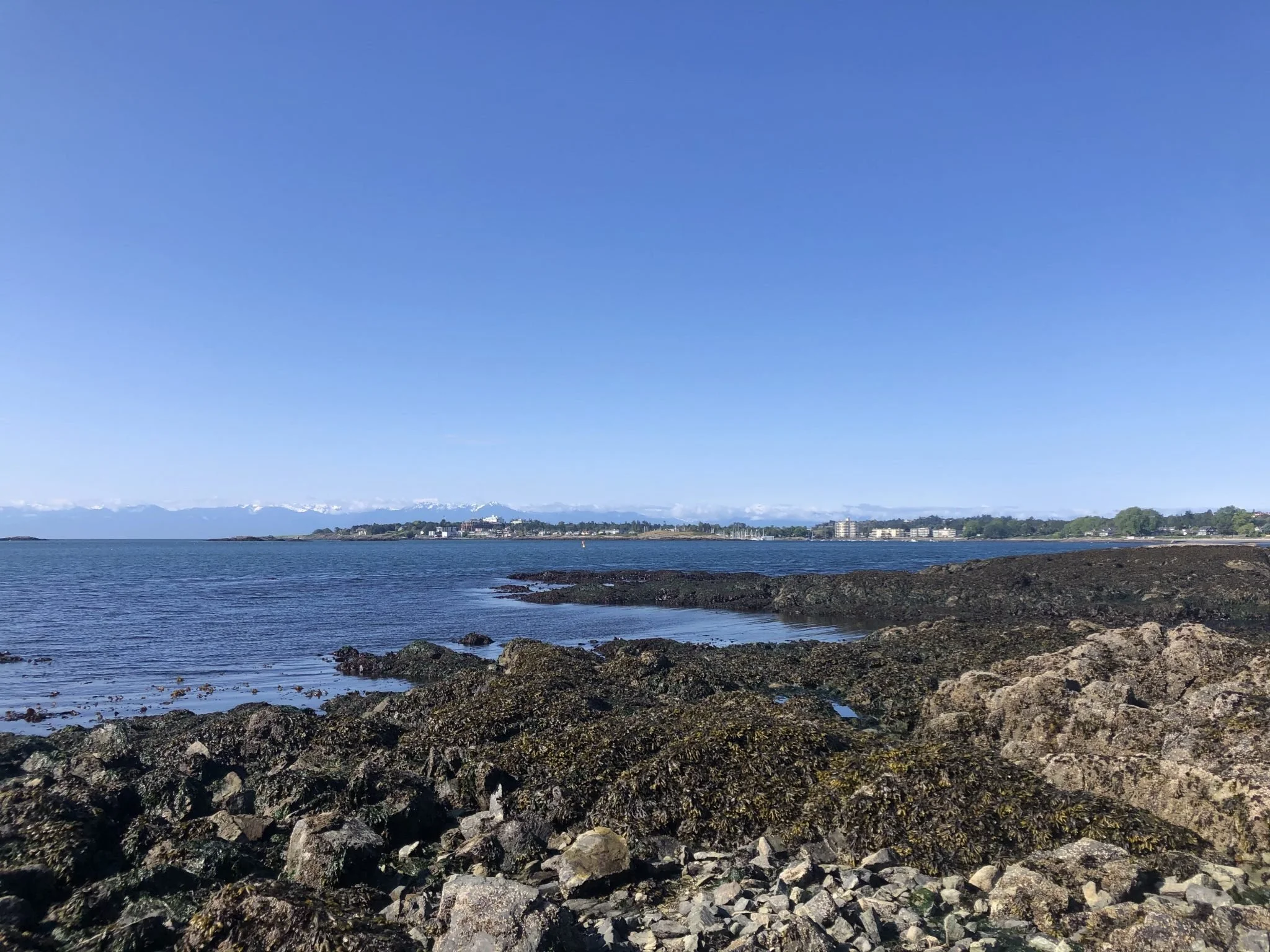 Views from one of my urban sites, Cattle Point, Victoria B.C.
