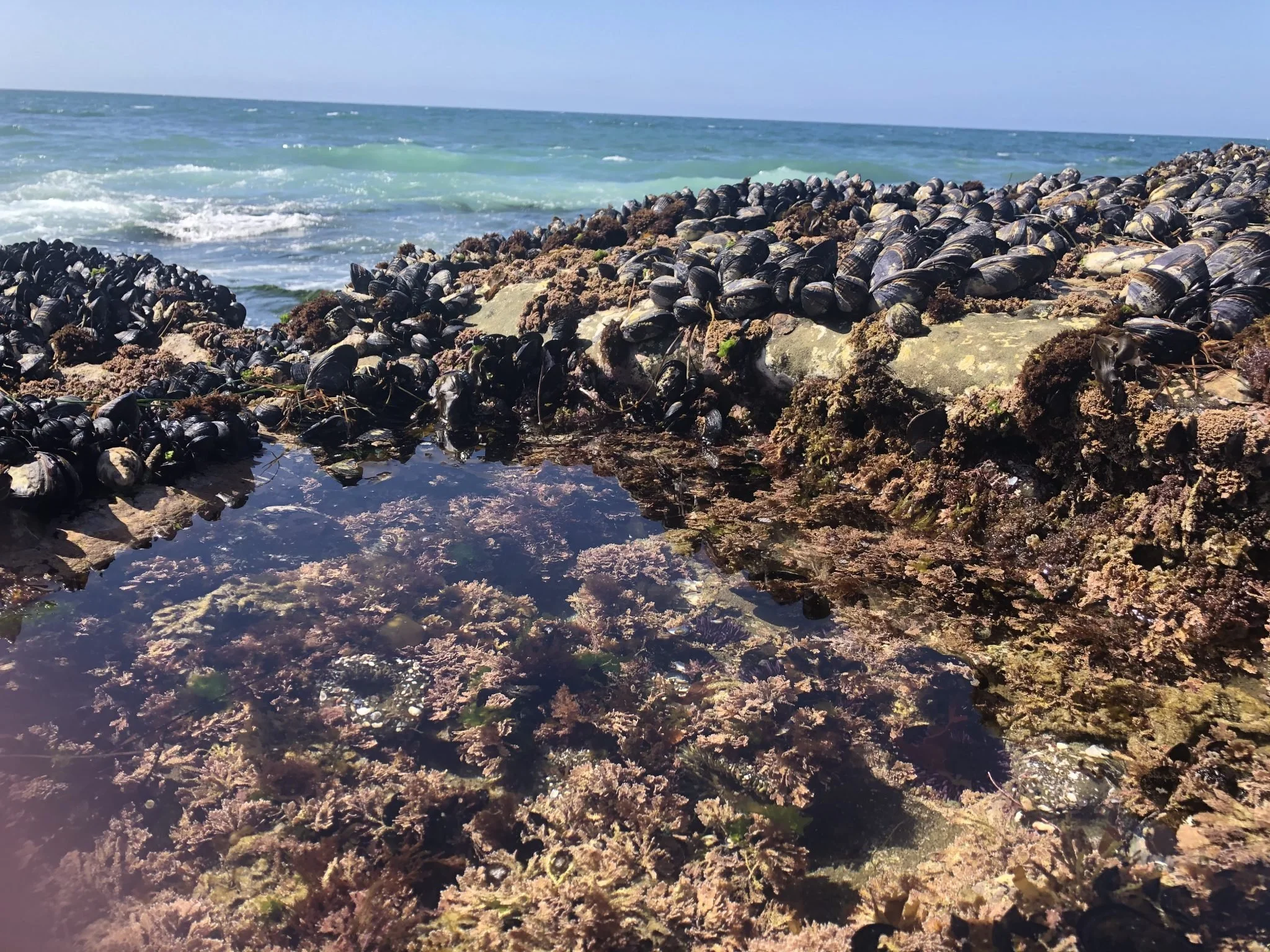 I-spy some urchins at big rock reef (San Diego)