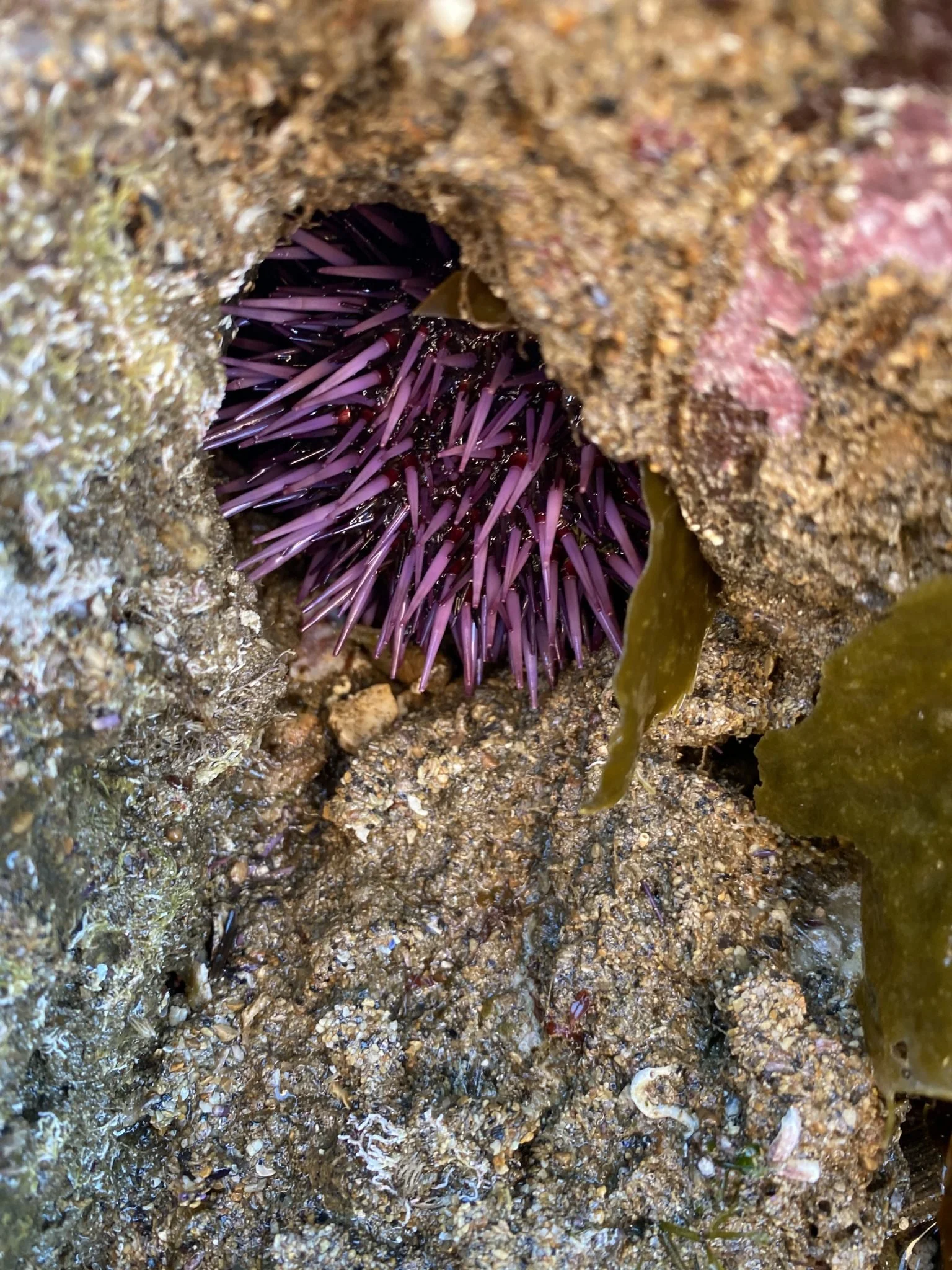 An urchin hiding away.