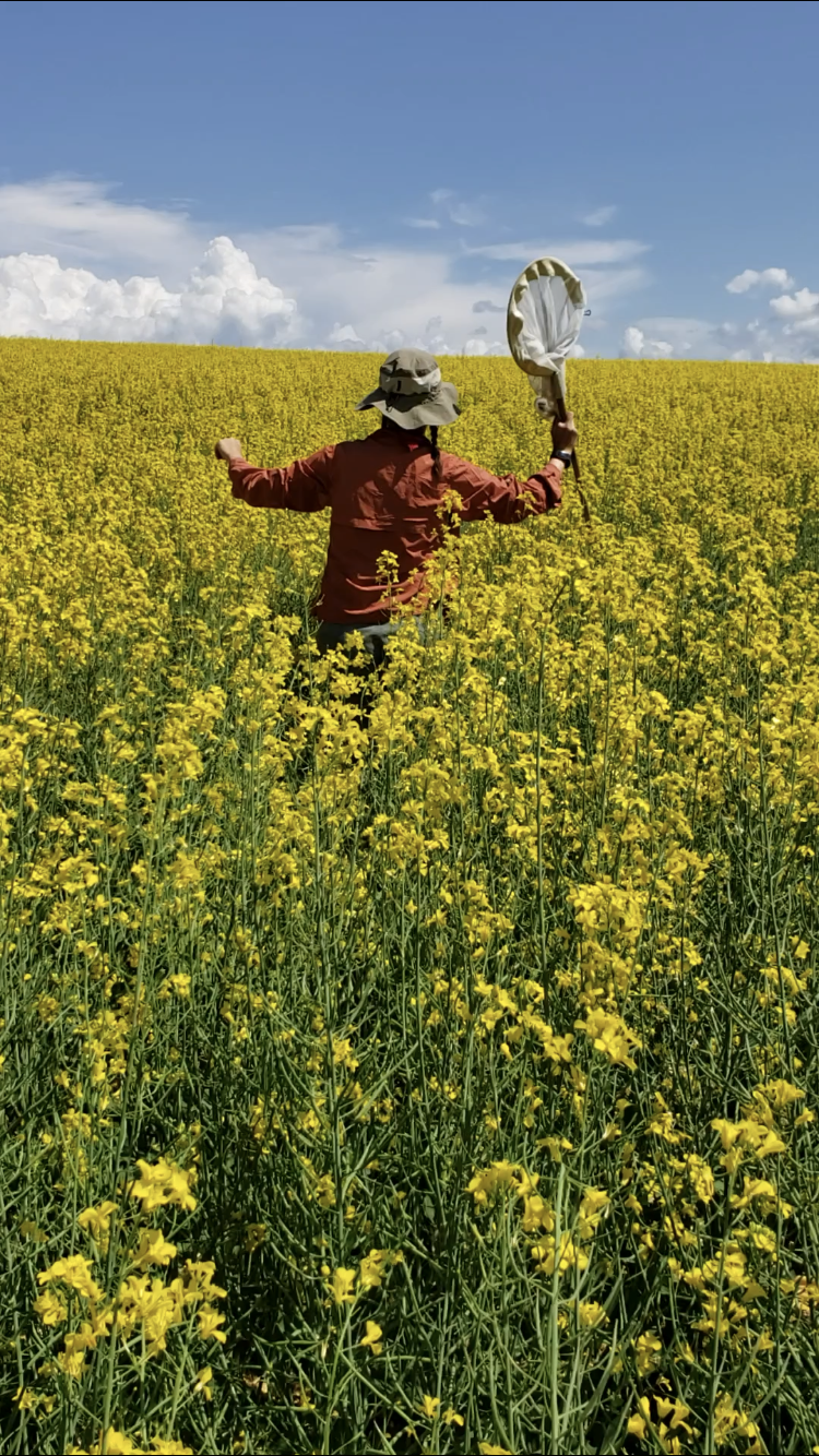 Bumblebee hunting in the middle of a canola field