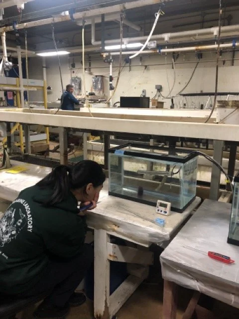 Isabella hard at work looking at urchin righting behavior