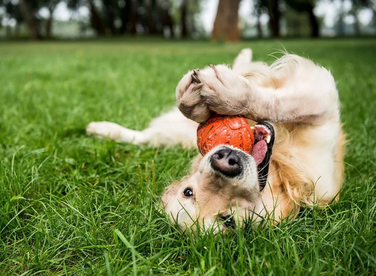 Dog playing with a ball on its back in the grass.
