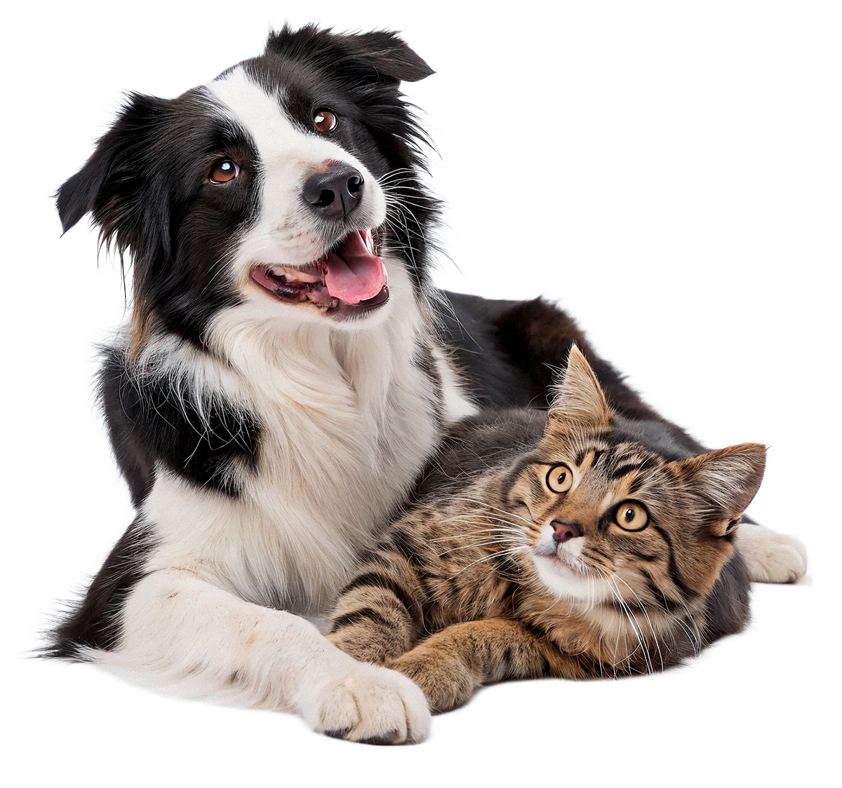 Cute black and white dog cuddled with a brown striped cat.