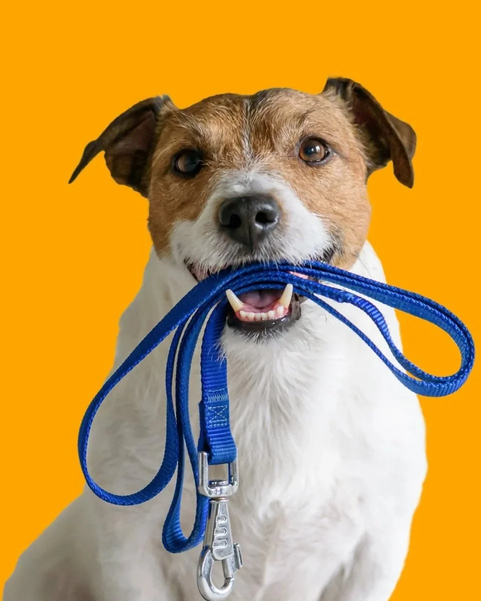 Cute brown and white dog holding a blue leash in mouth.