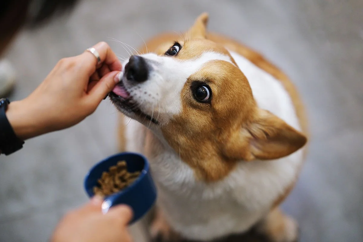 Cute small brown and white dog getting fed treats.