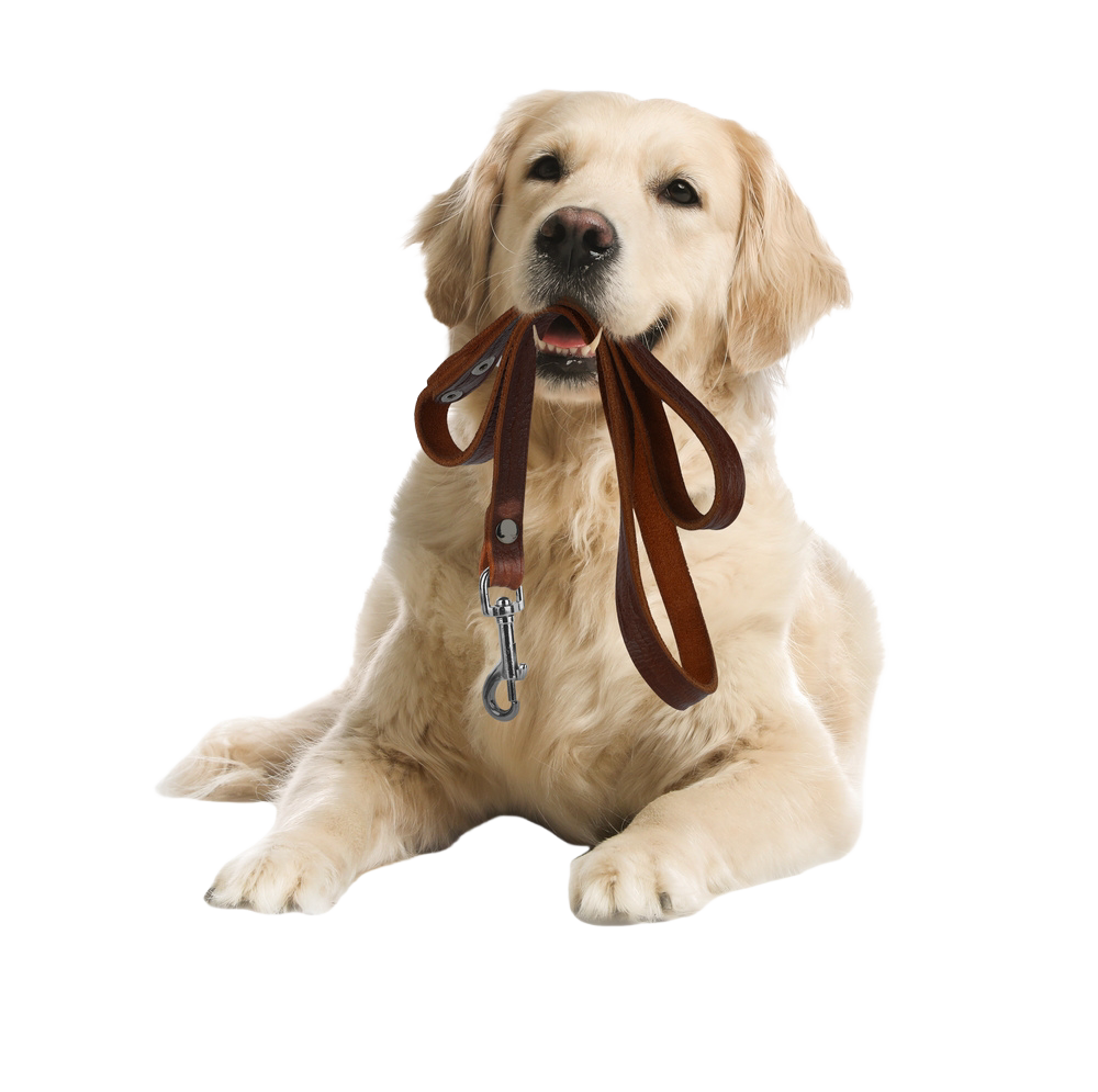 Large white dog holding a dog leash in its mouth.