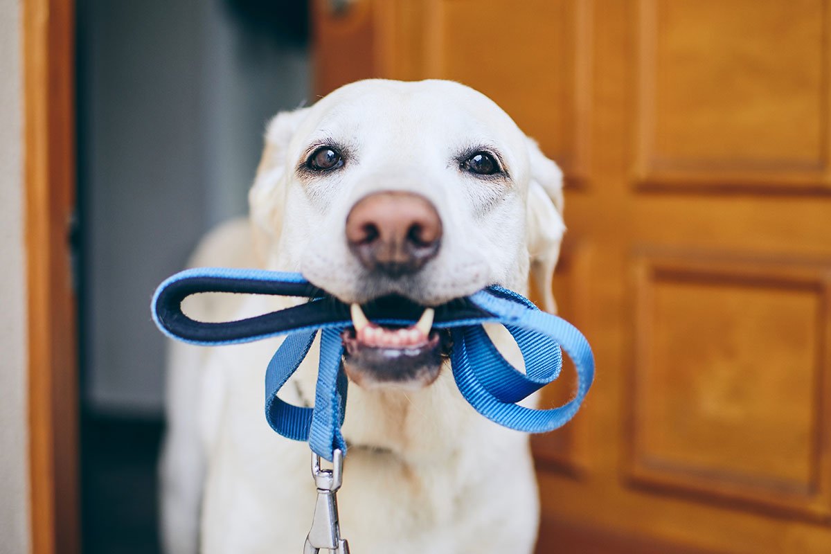 White dog holding a leash in its mouth ready for a walk.