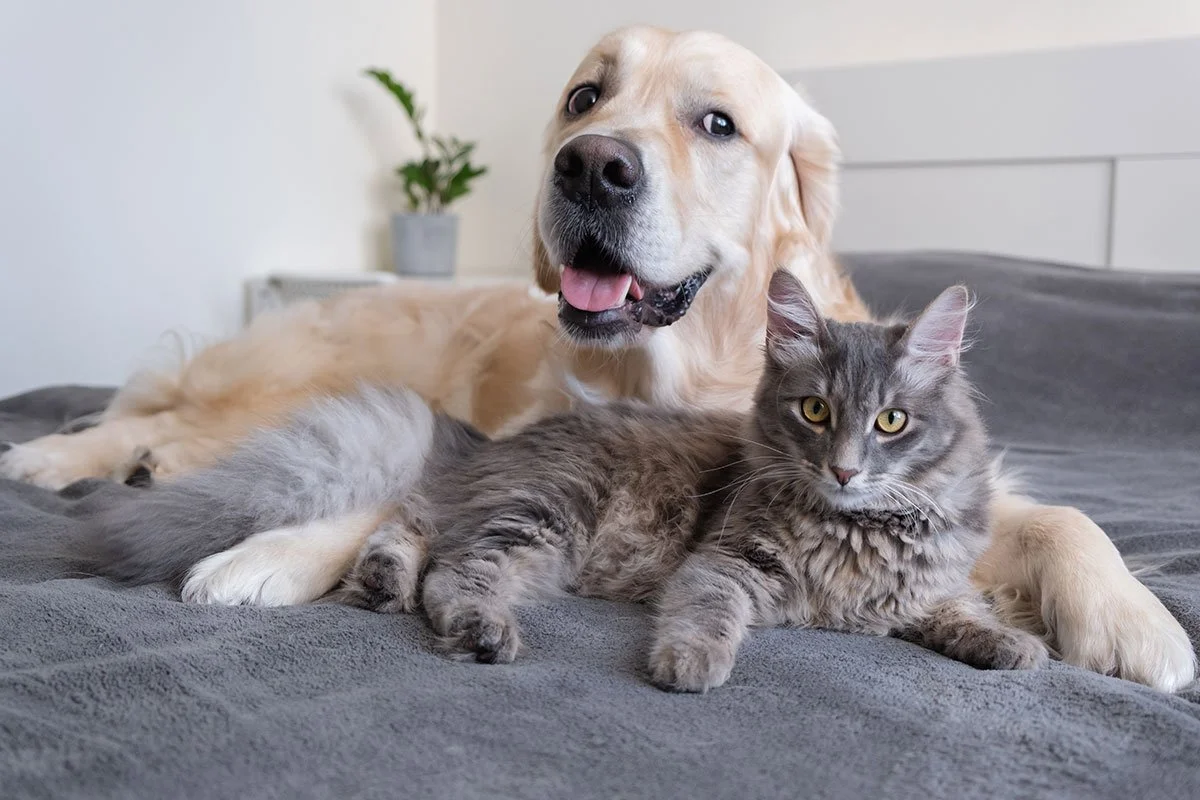 Dog and cat laying together.