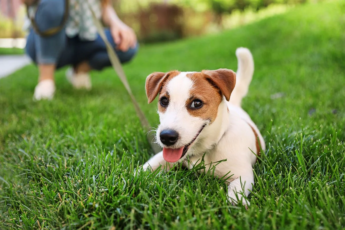 Dog laying happily in the grass.