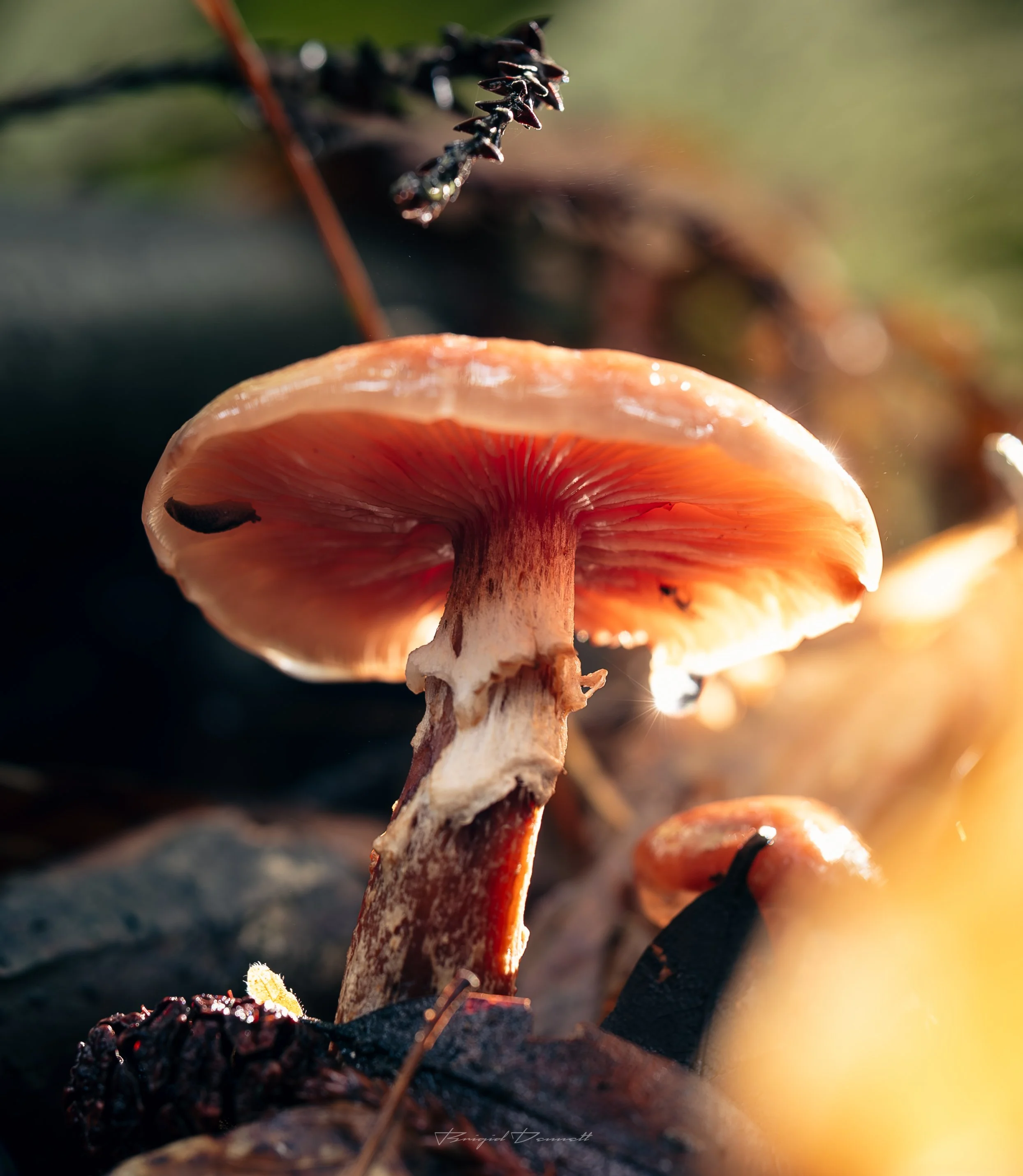 DSCF3003.jpg