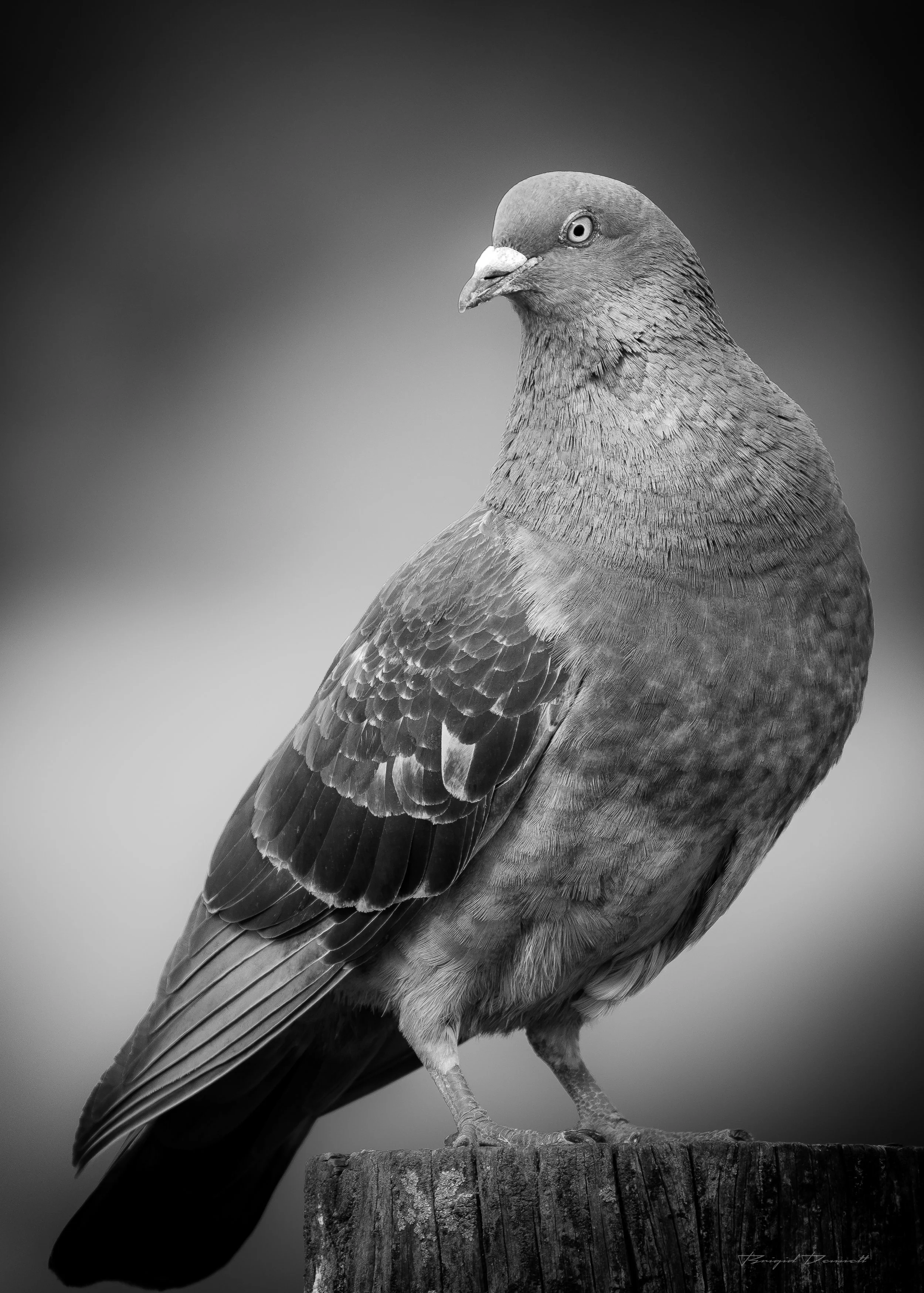 DSCF4722-3.jpg