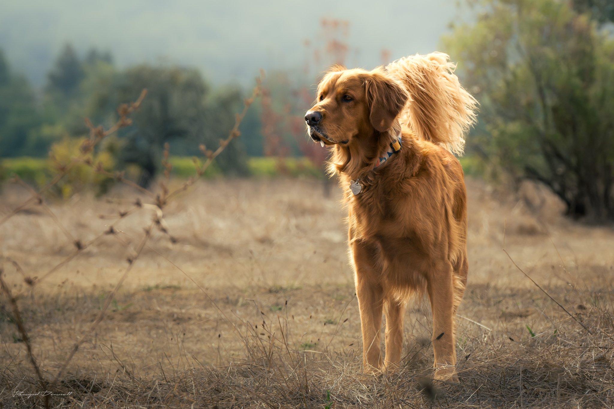 Dogs of Alston Park - 9/20/26